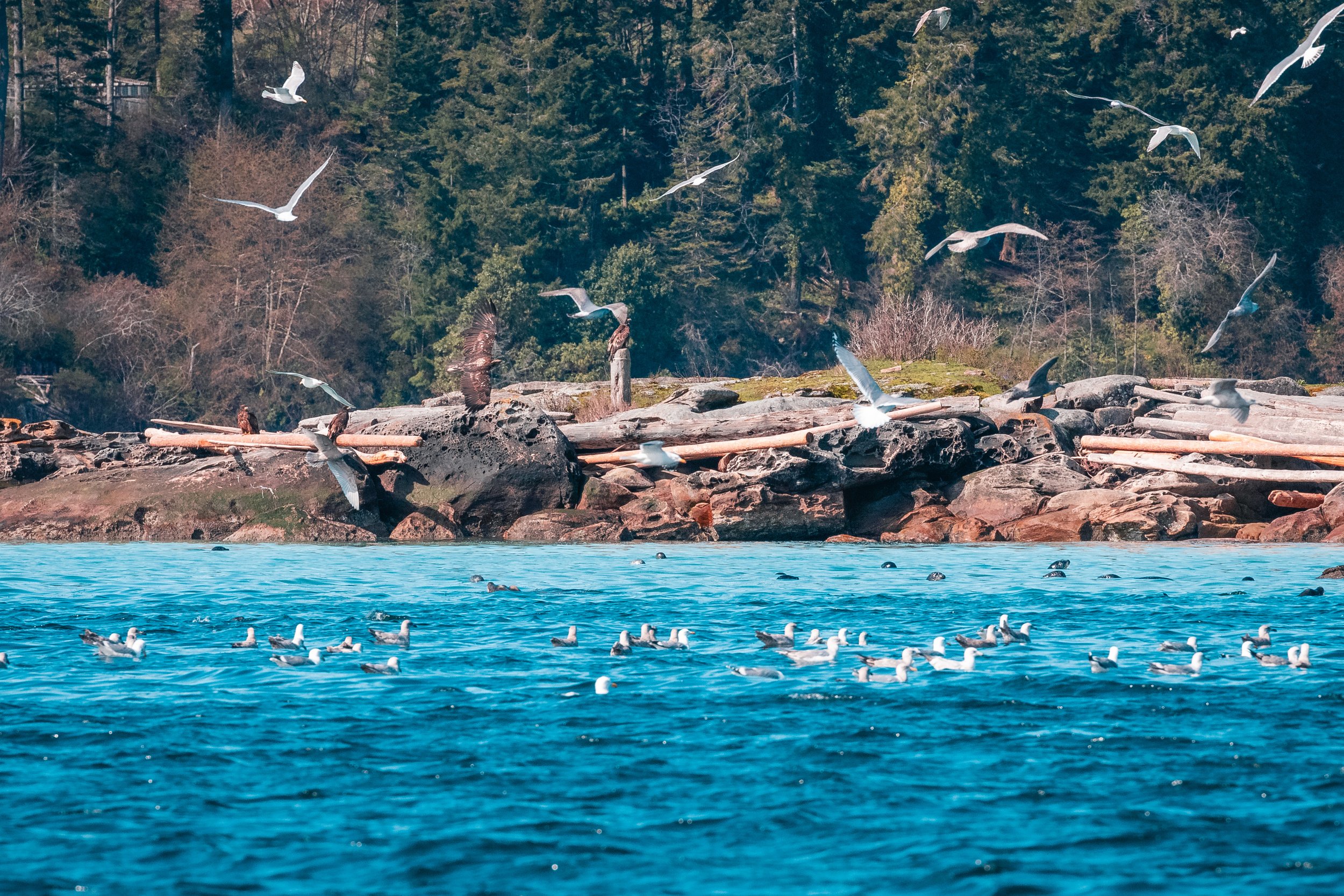 March 28, 2022 - Herring Spawn in the Southern Gulf Islands