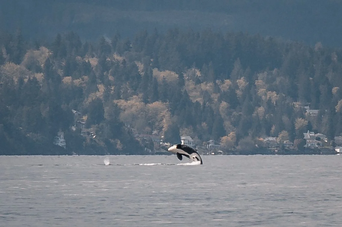 April 16, 2022 - Orcas Ahoy!