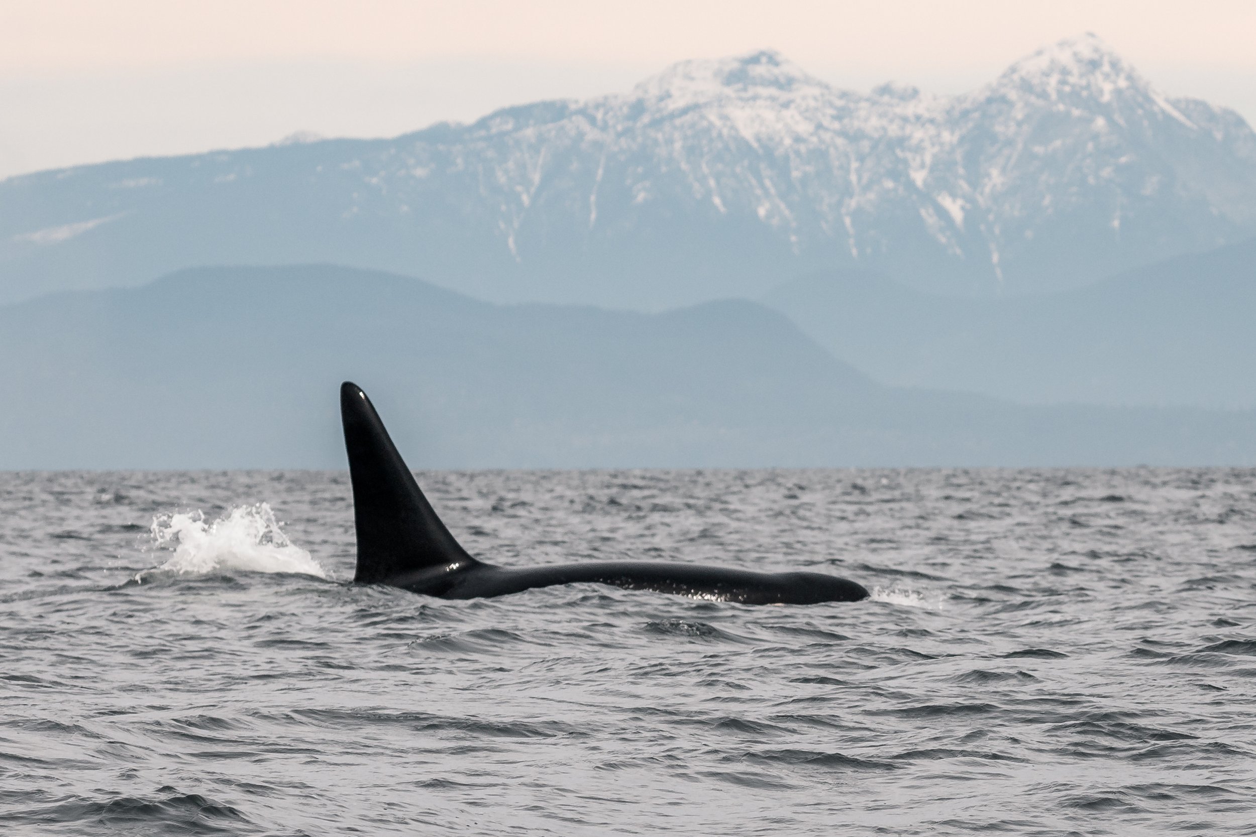 April 20, 2022 - 2 T-parties on opposite sides of Gabriola Island