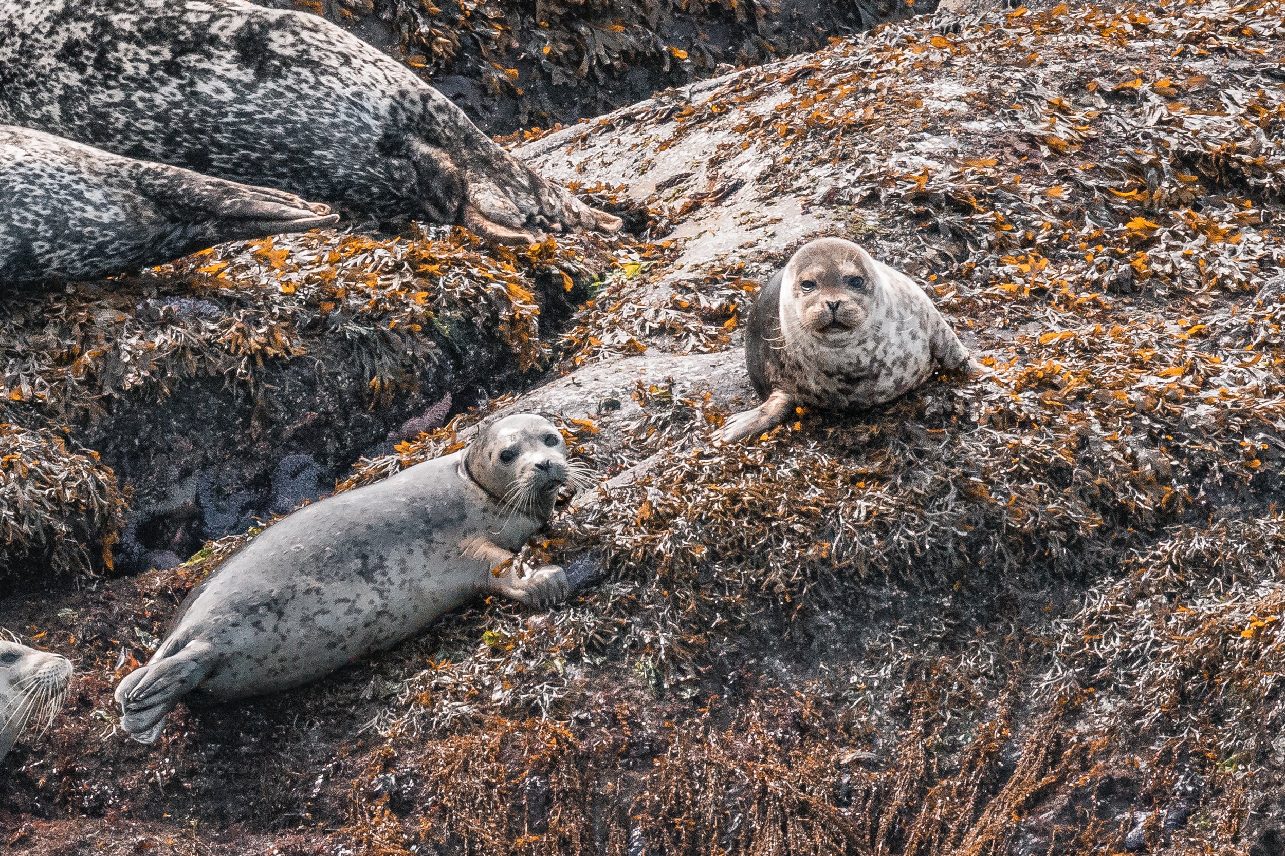 April 19, 2022 - Pinnipeds Galore
