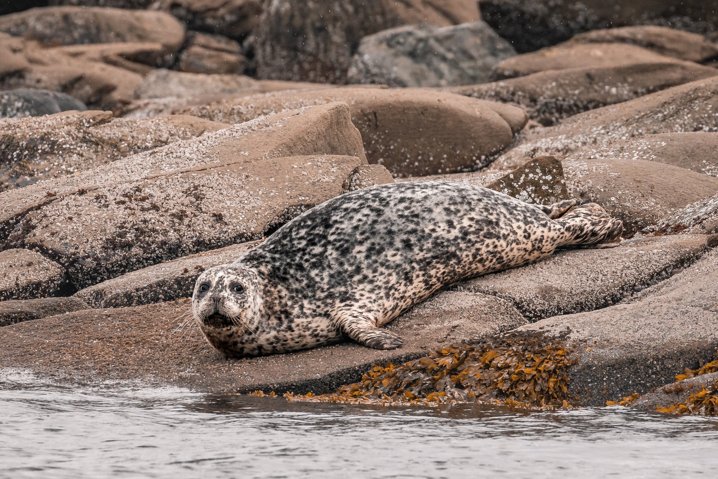 April 25, 2022 - Where are the whales?