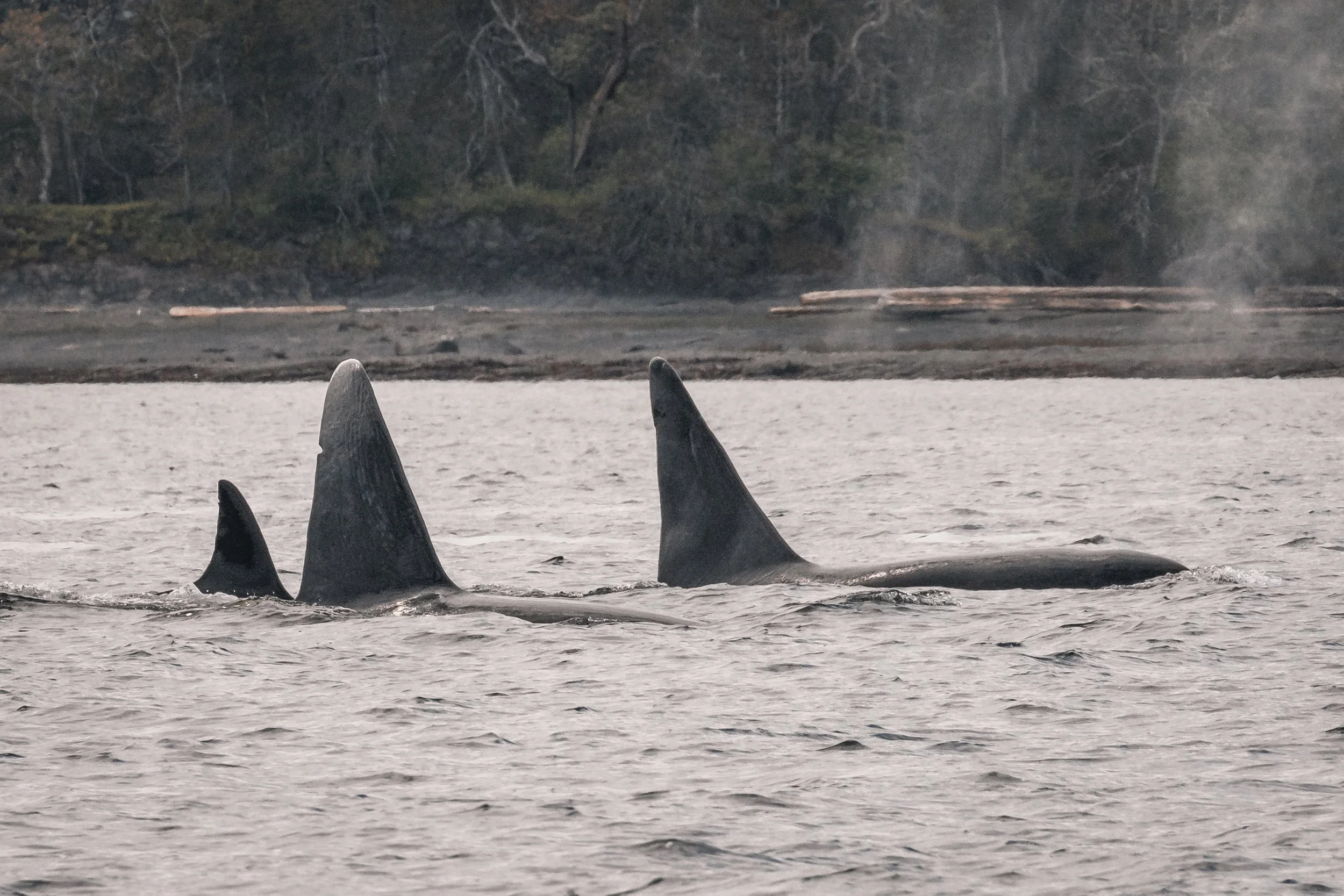 April 24, 2022 - The T-Party is finally over, and we find our first Humpback of the season!