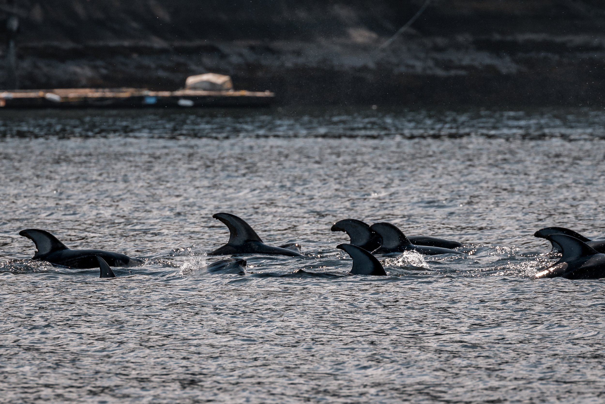 April 27, 2022 - Pacific White-sided dolphins and more