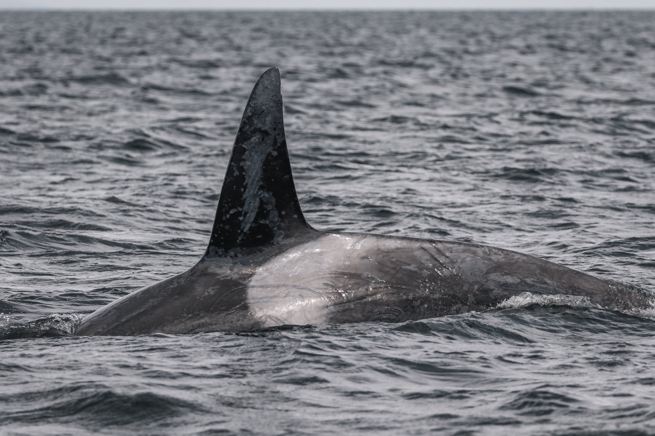 April 29, 2022 -  Orcas off Piper's