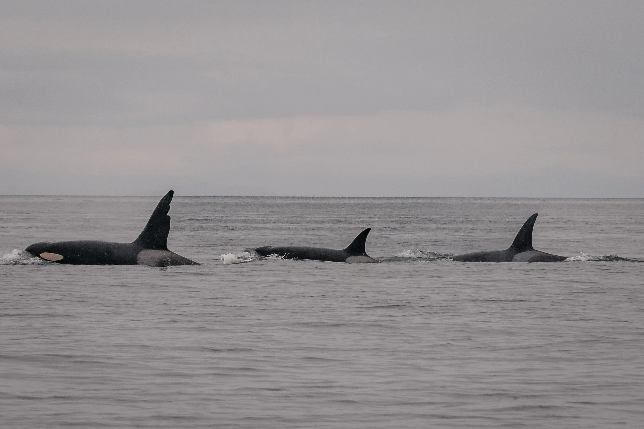 May 3, 2022 -  Not a drill, it's Chainsaw!