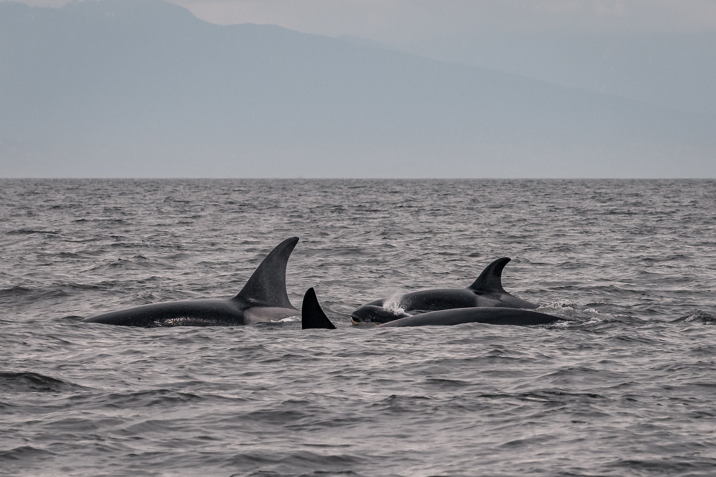 May 1, 2022 - Whales! Whales! Whales!