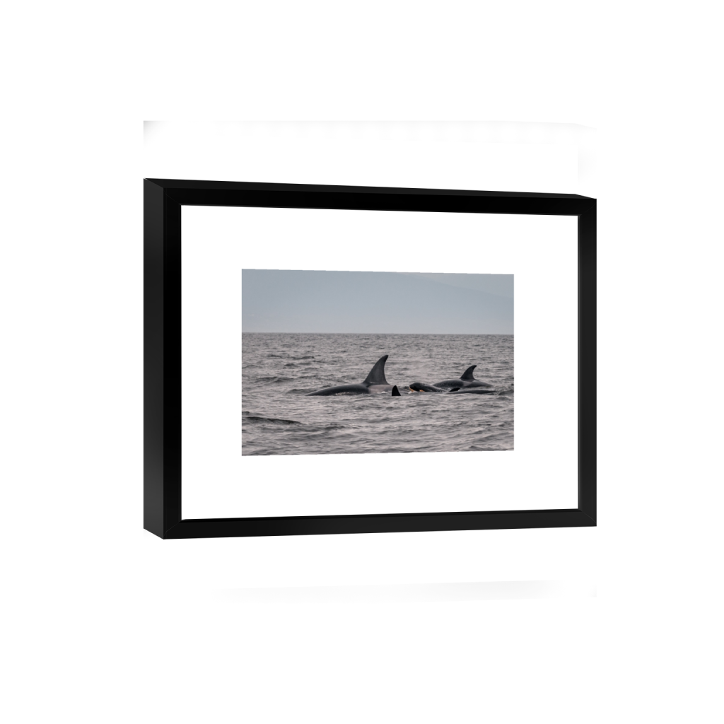 smartframe_rectangle2_3_0_0_3034_2022_0_false_ffffff_0_0.png