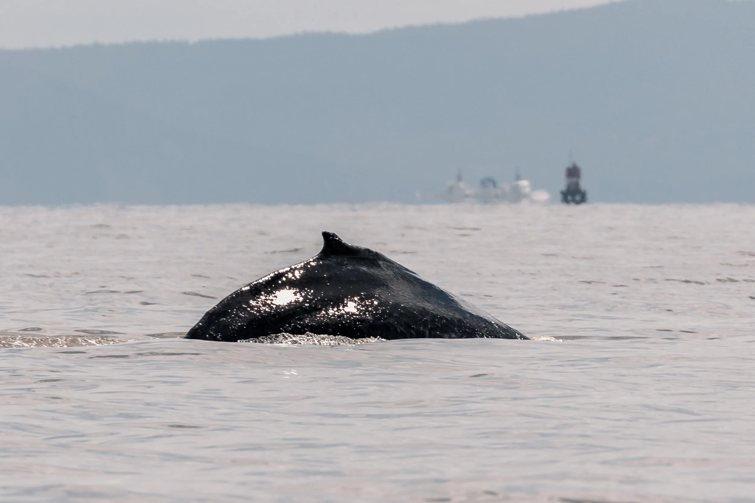 May 7, 2022 - Humpback &amp; a Grey