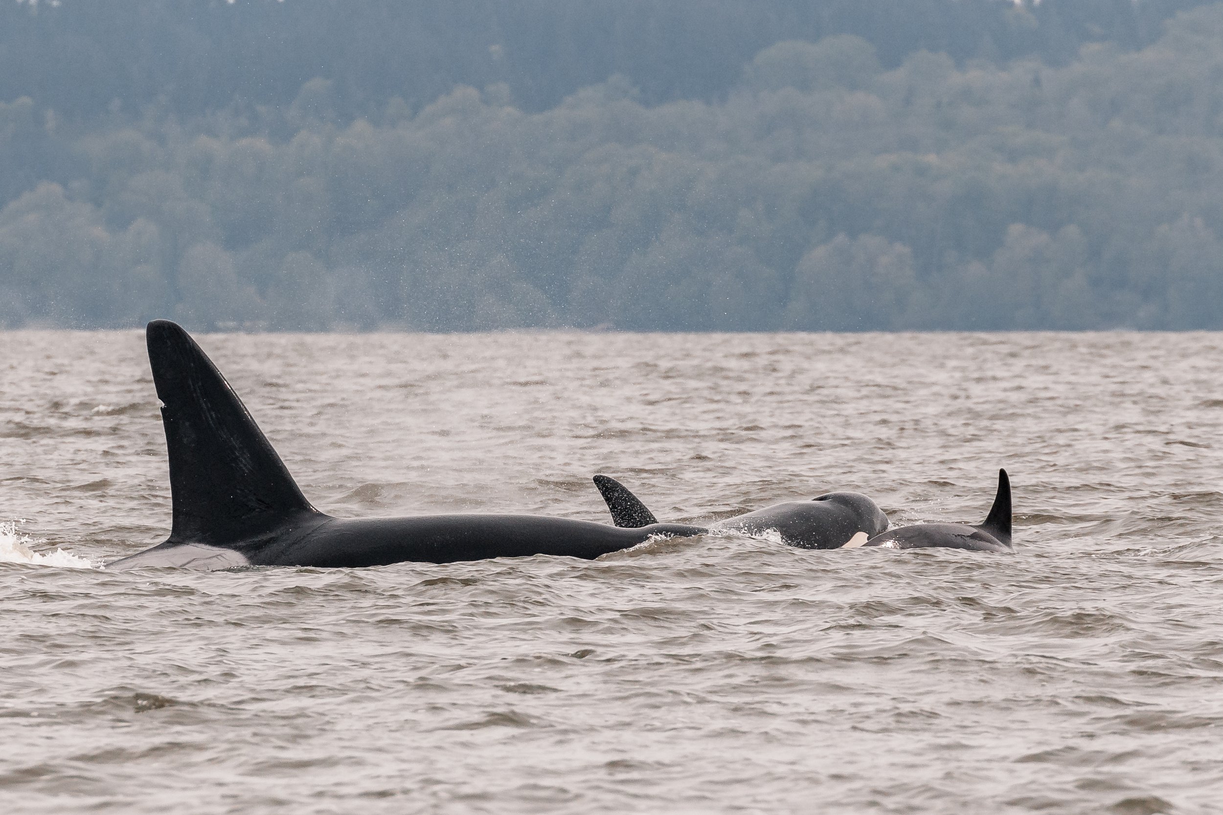May 11, 2022 - T-party at Bowen Island