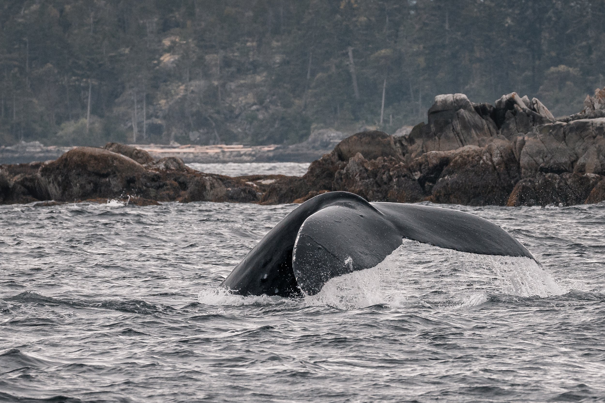 May 14, 2022 - Humpbacks Ghost &amp; Neptune off the Ballenas Islands and the T086A's in our harbour!