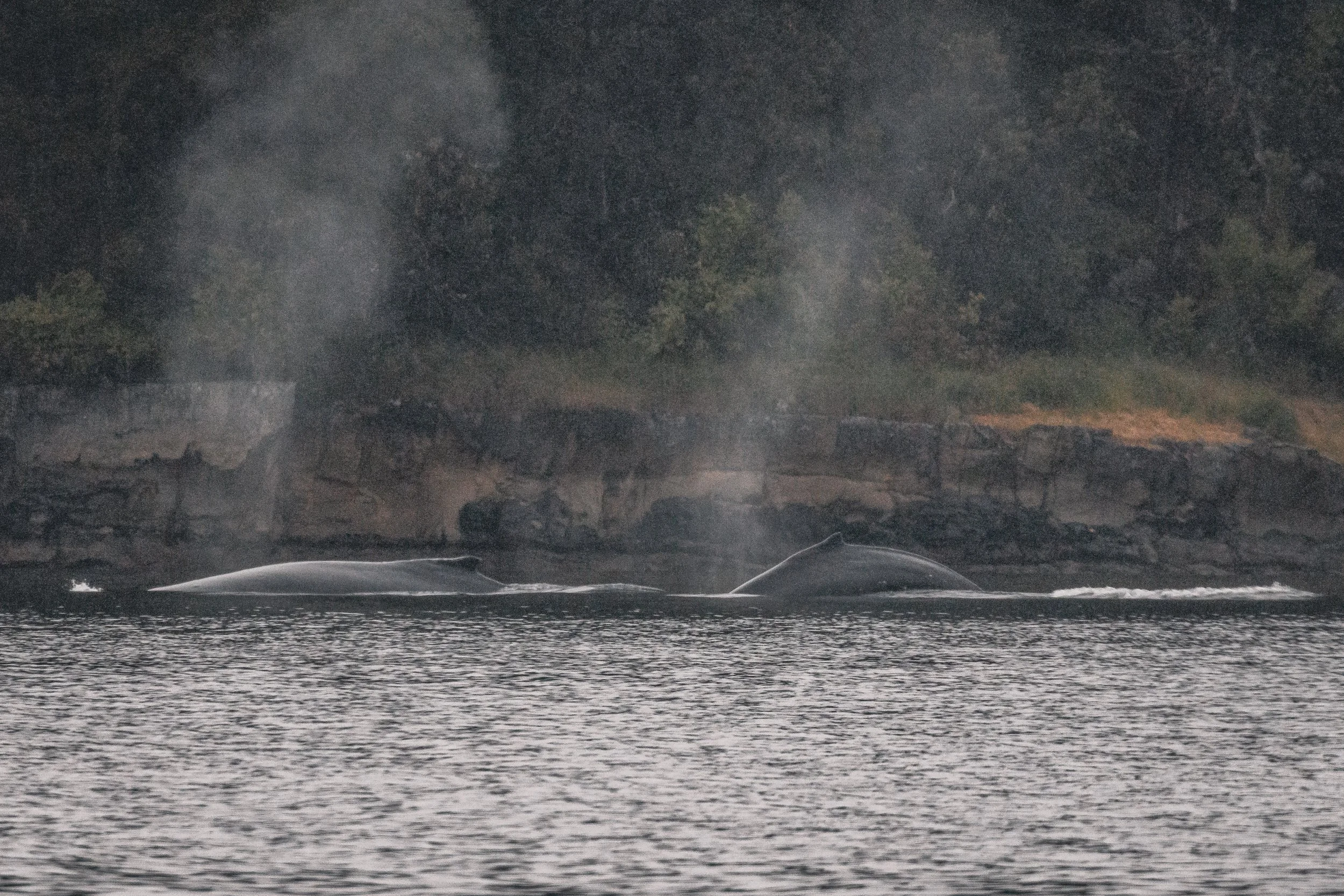 May 15, 2022 - Humpbacks Pingu, Neowise, &amp; friend in Trinchomali Channel