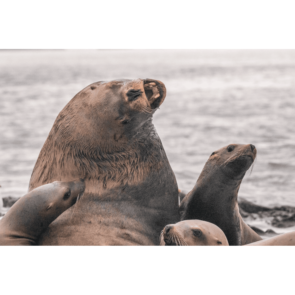 May 15 2022 - Steller Sea Lion — Vancouver Island Whale Watch