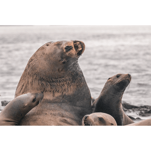 May 15 2022 - Steller Sea Lion — Vancouver Island Whale Watch