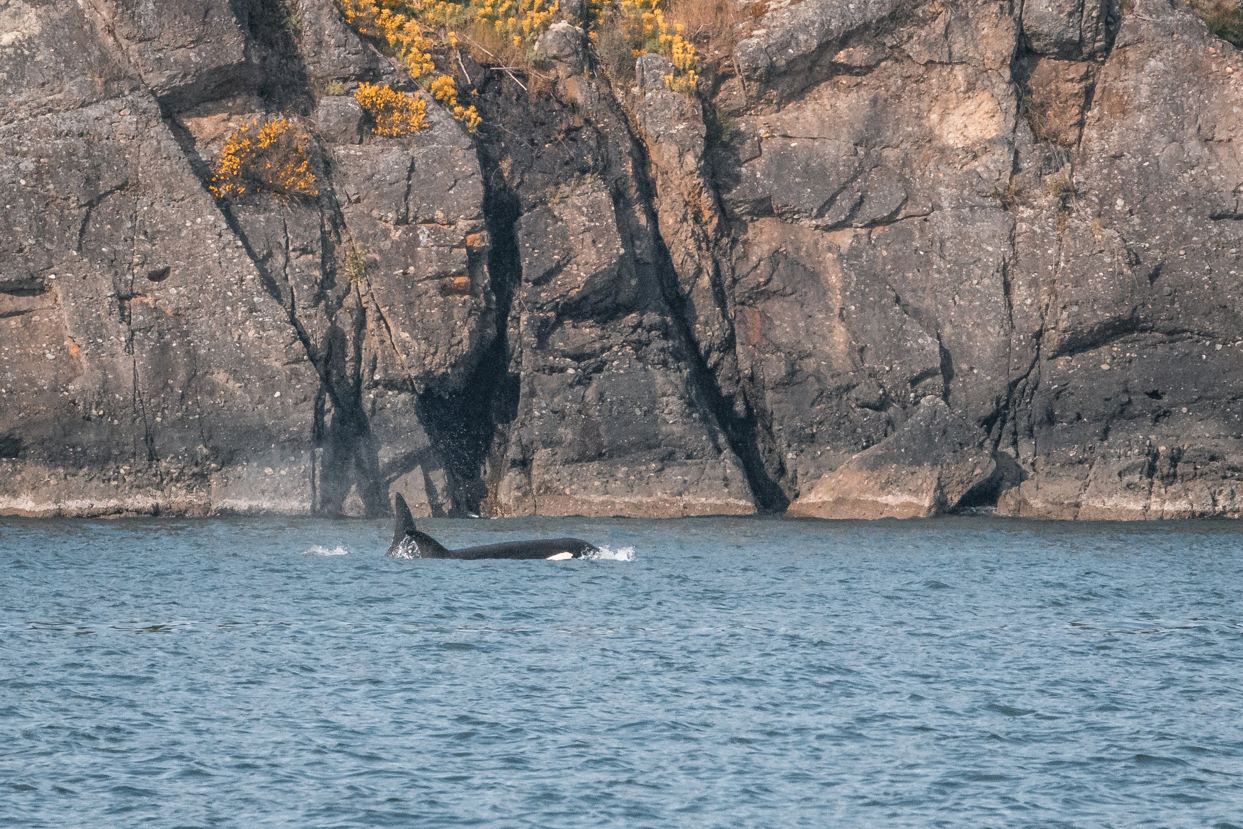 May 17, 2022, 3:30 PM - The T065As plus a humpback! 