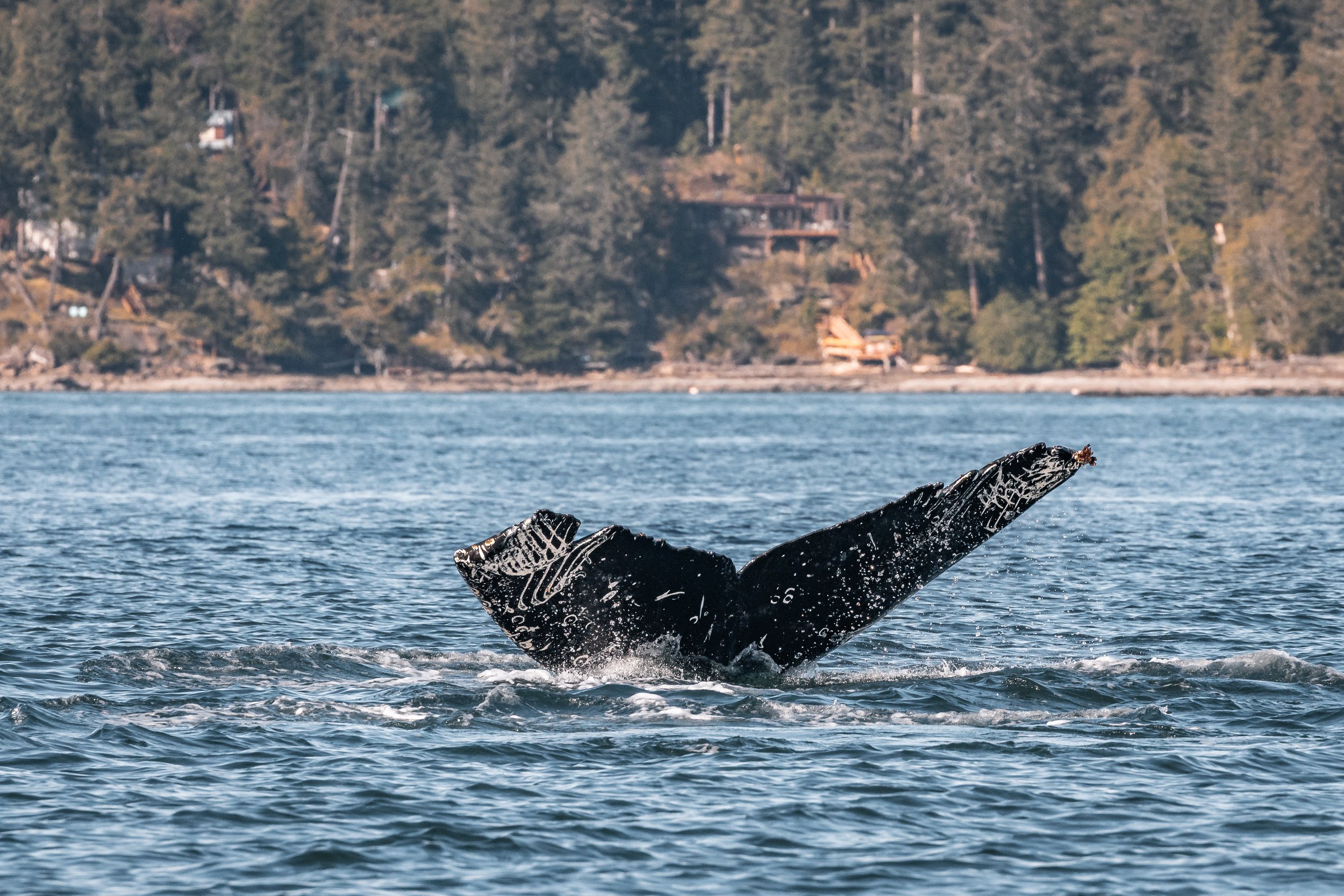 May 19, 2022, 3:30 PM - Valiant and friends at Active Pass