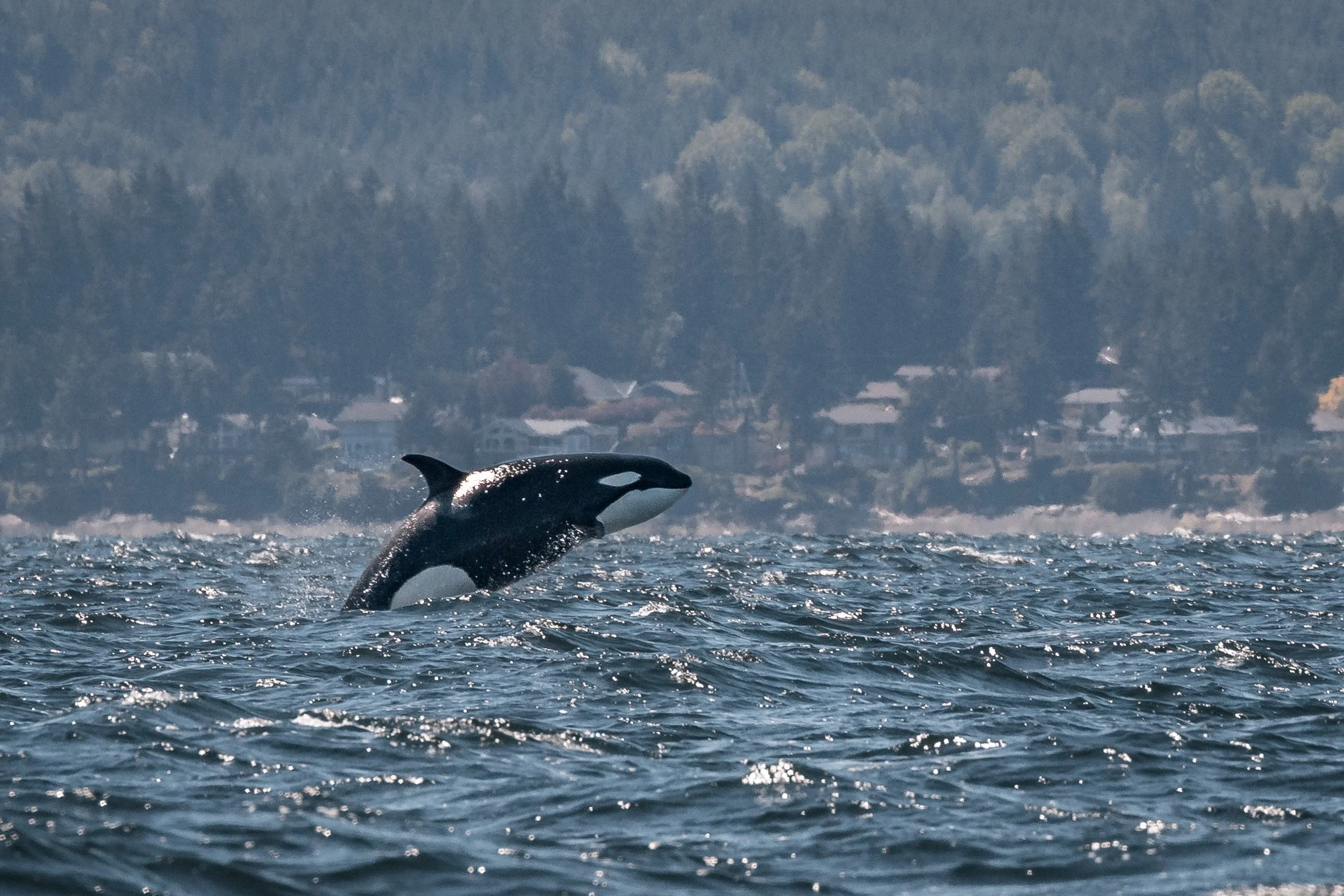 May 19, 2022, 10:30 AM - T-party at the Ballenas Islands