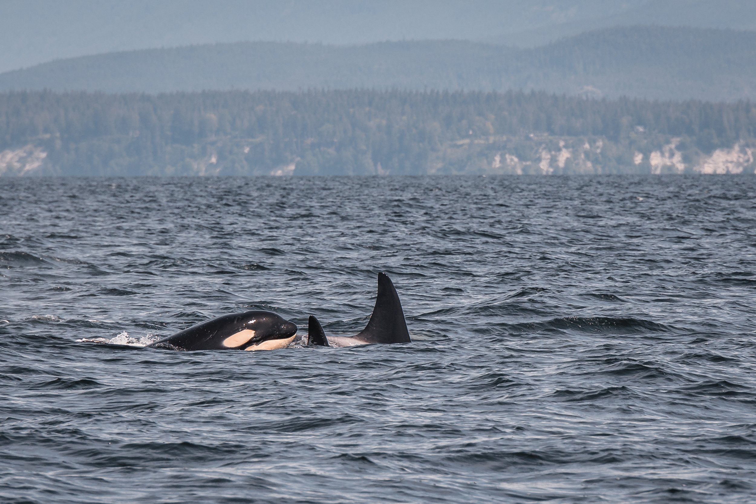 May 22, 2022, 10:30 AM - T-party time continues near Sangster Island!