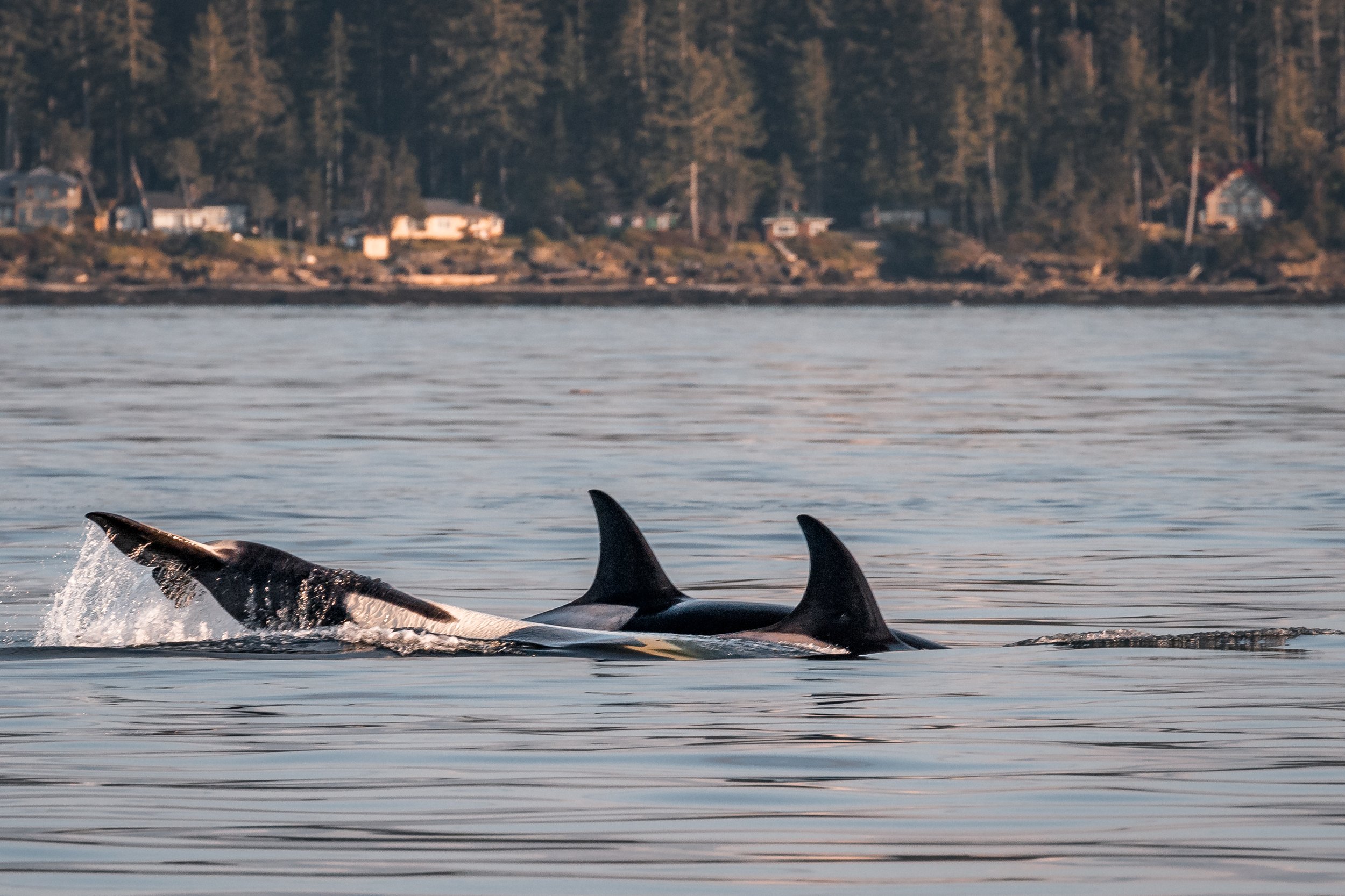 May 23, 2022, 3:30 PM - Scuba &amp; Poptart the Humpbacks and a T-party surprise in the afternoon! 
