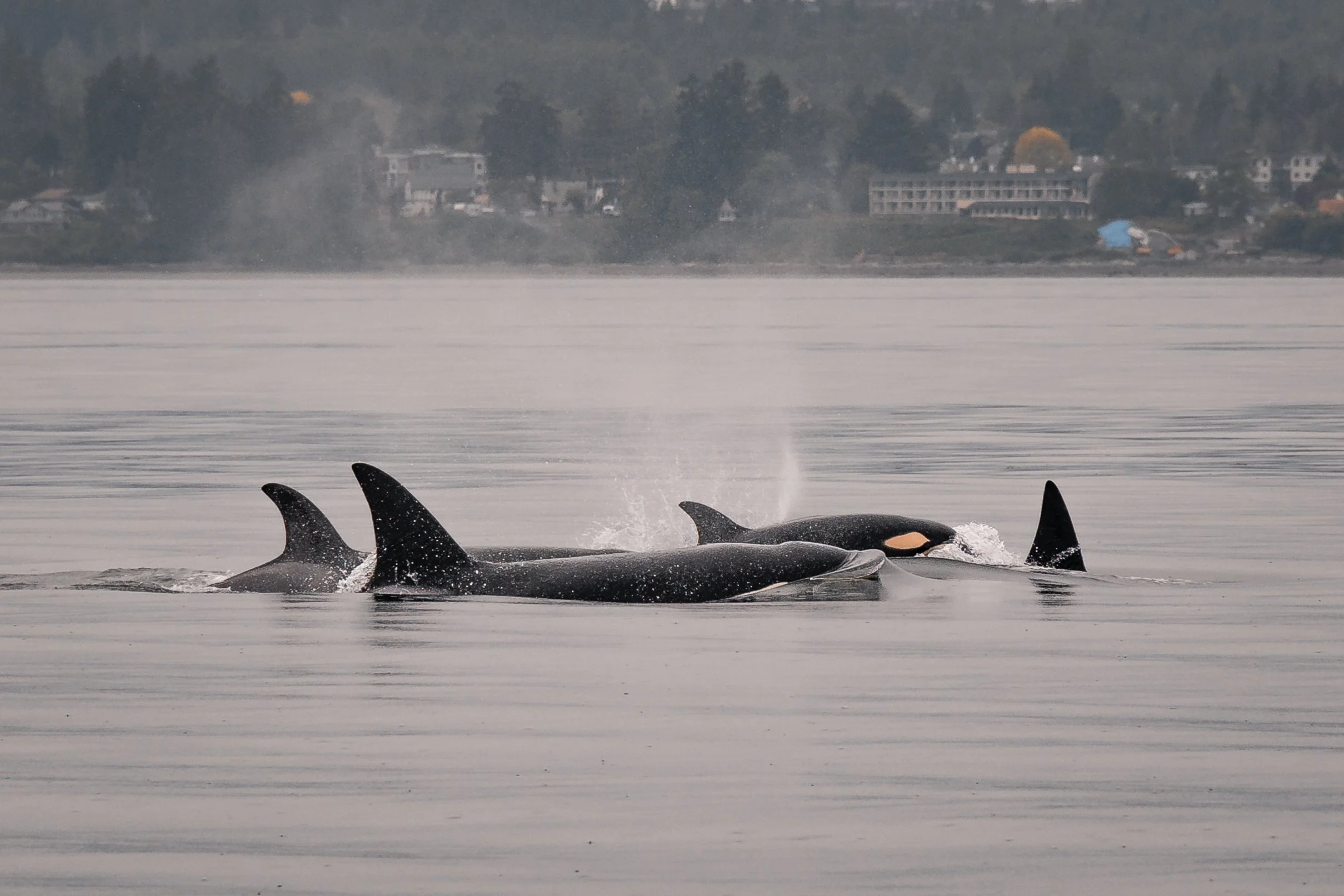 May 26, 2022, 10:30 AM - T-party by Nanoose!