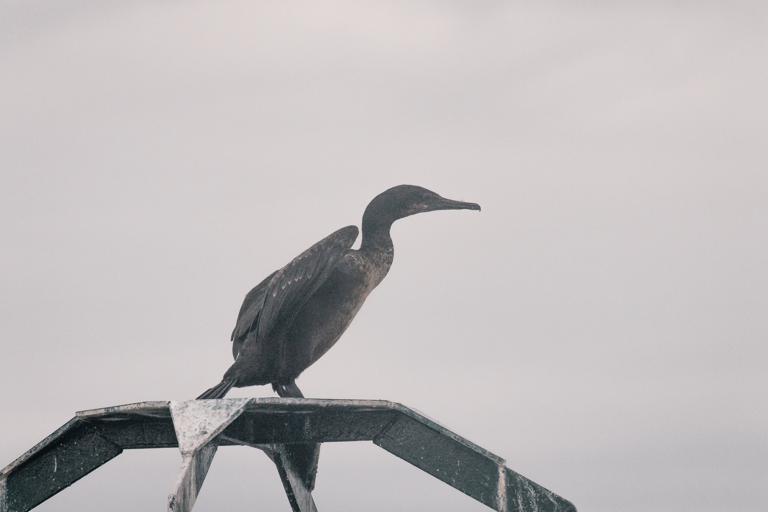 May 26, 2022, 3:30 PM - Strolling around the Salish Sea