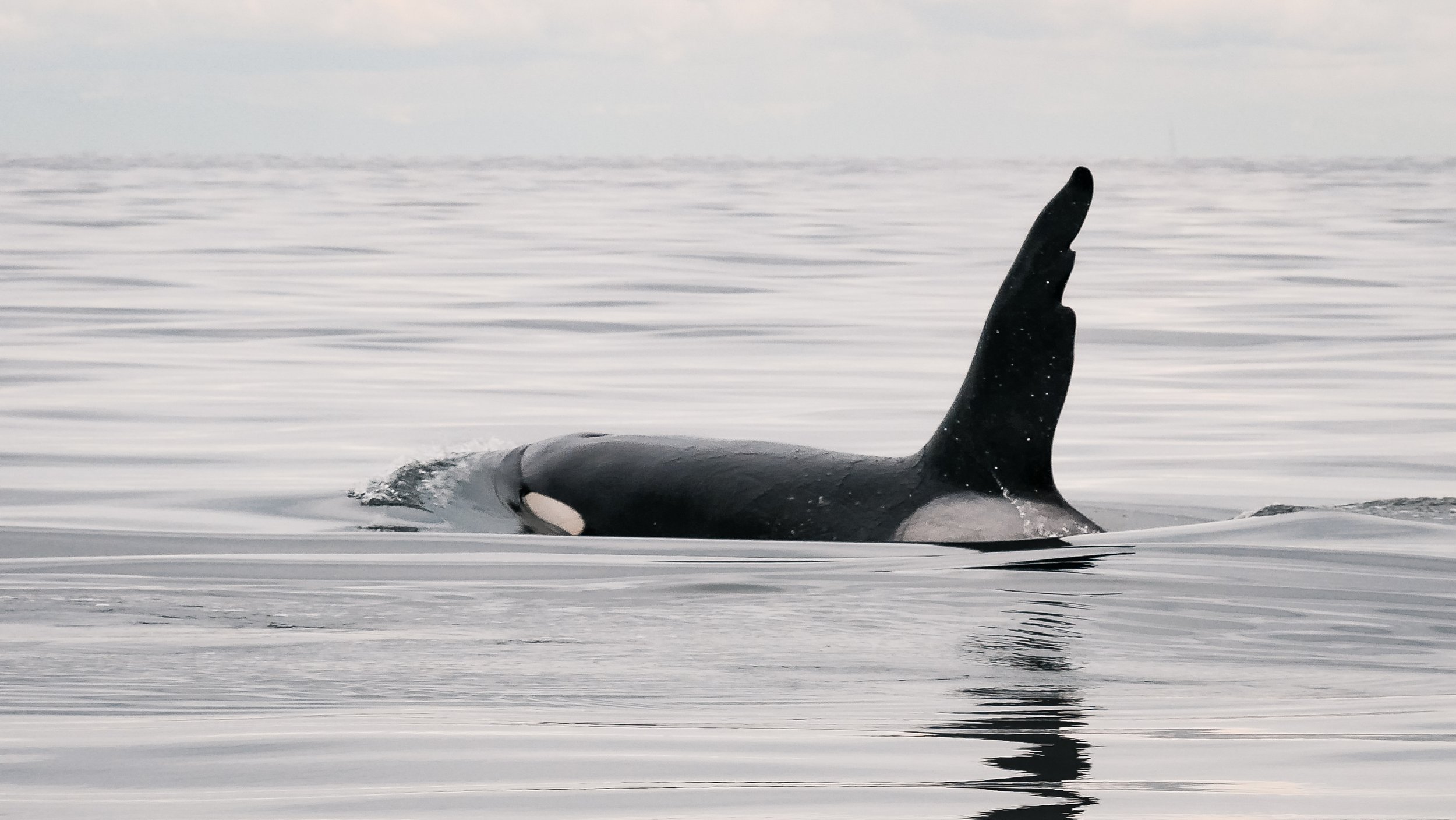 May 28, 2022, 10:30 AM - Infamous Chainsaw and his mother Whidbey II by Entrance Island
