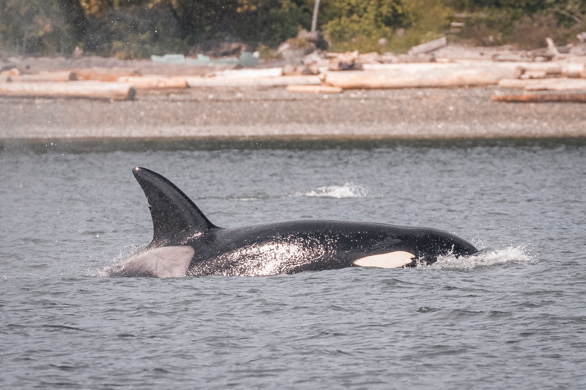 May 29, 2022, 3:30 PM - T060's &amp; T109C's around Gabriola Island