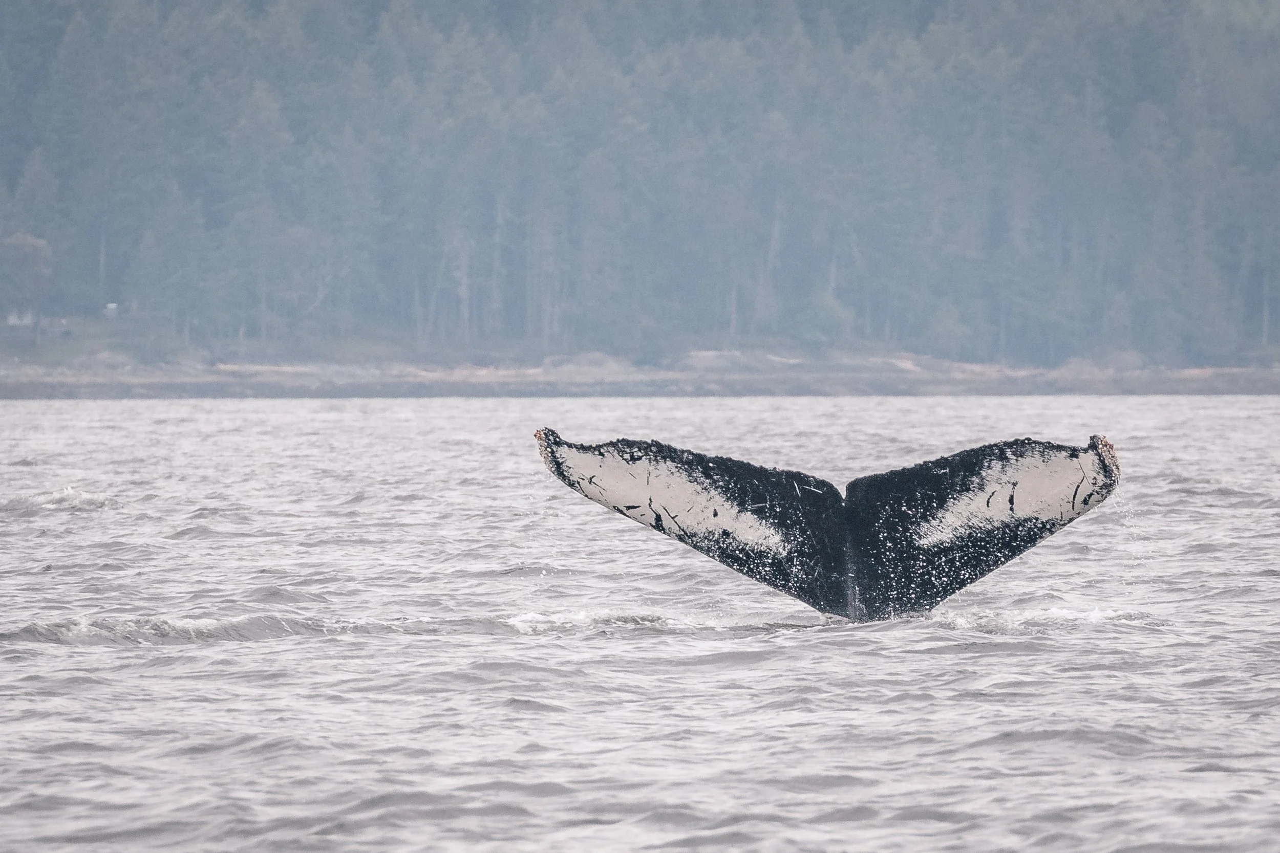 June 3, 2022, 10:30 AM - Kraken/ Monarch/ Pyramid