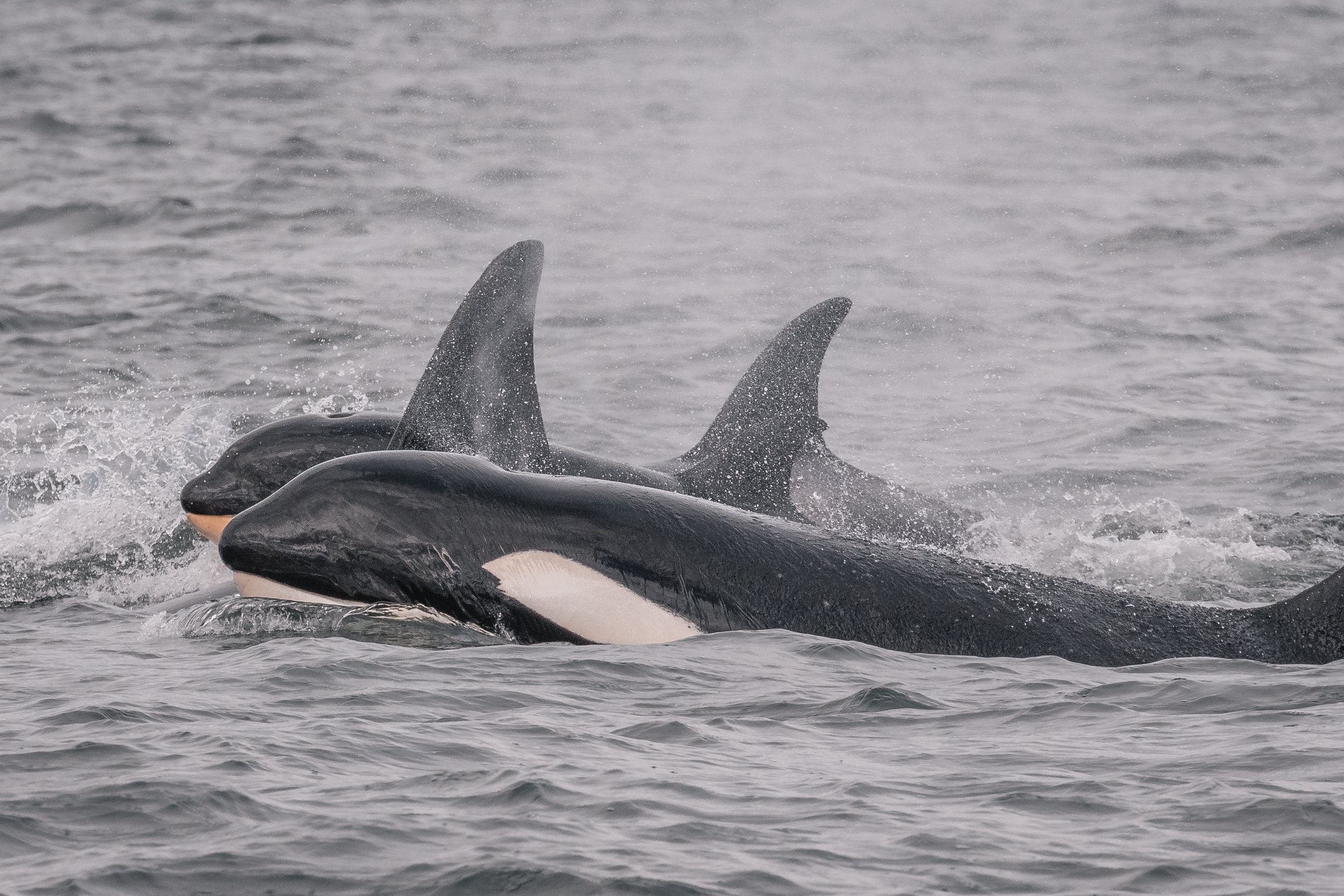June 5, 2022 - Orca near the Flat Tops