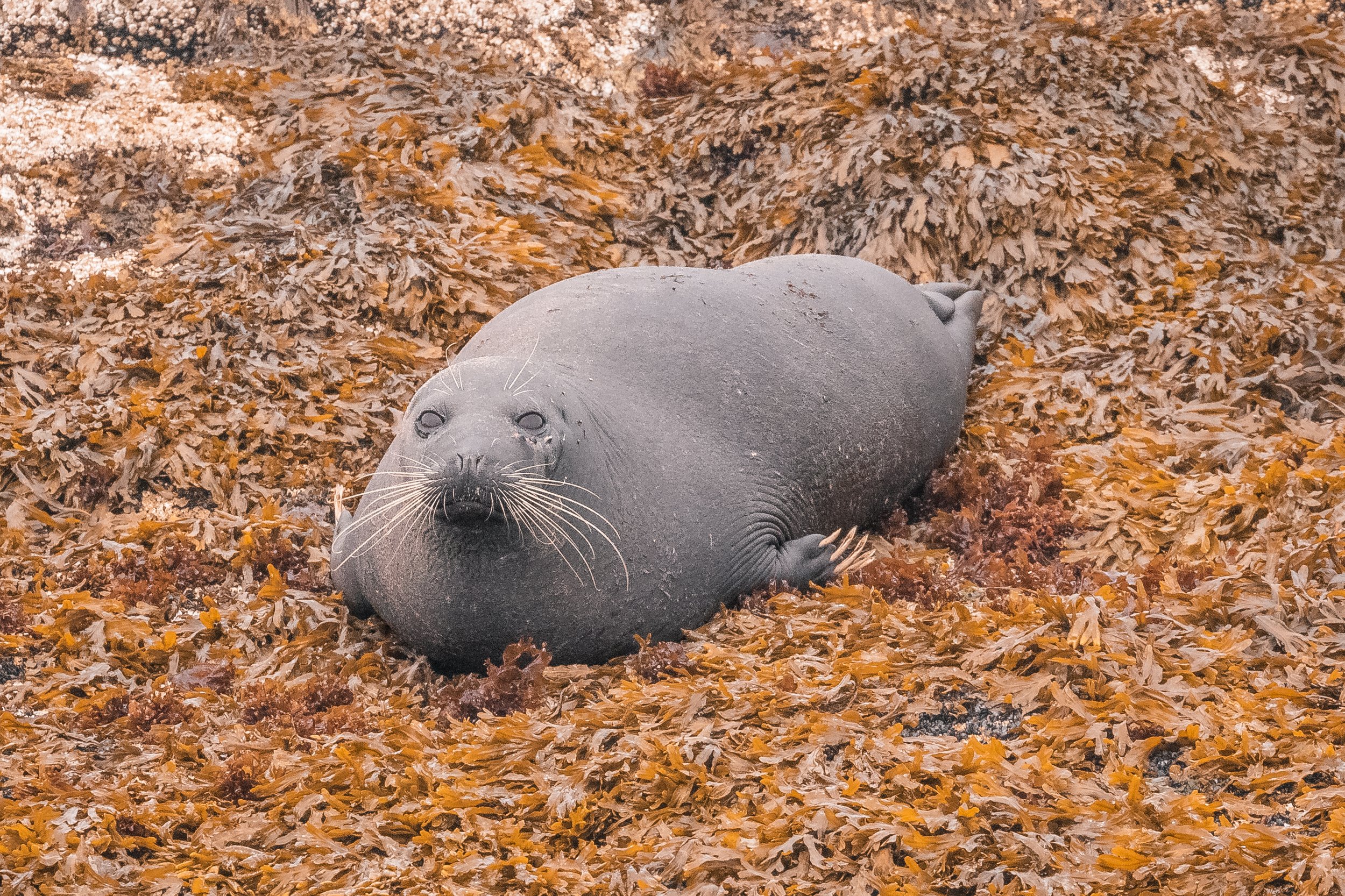 June 7, 2022 - A return visit from a rare seal! 