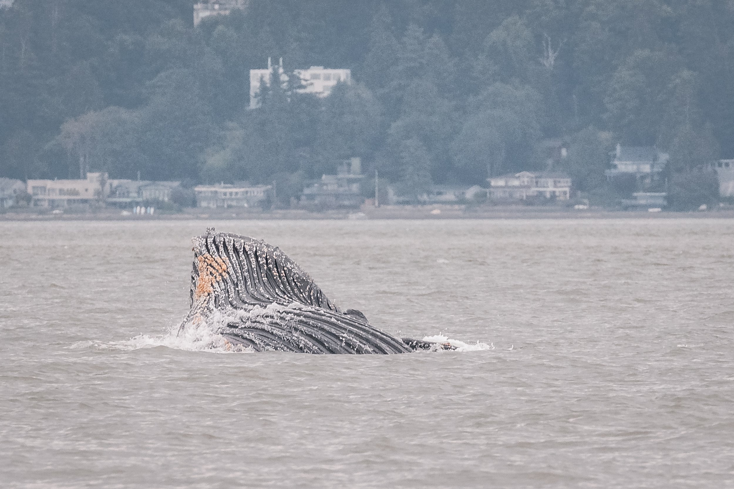 June 8, 2022, 10:30 AM - Neowise the Humpback lungefeeding near Tsawwassen 