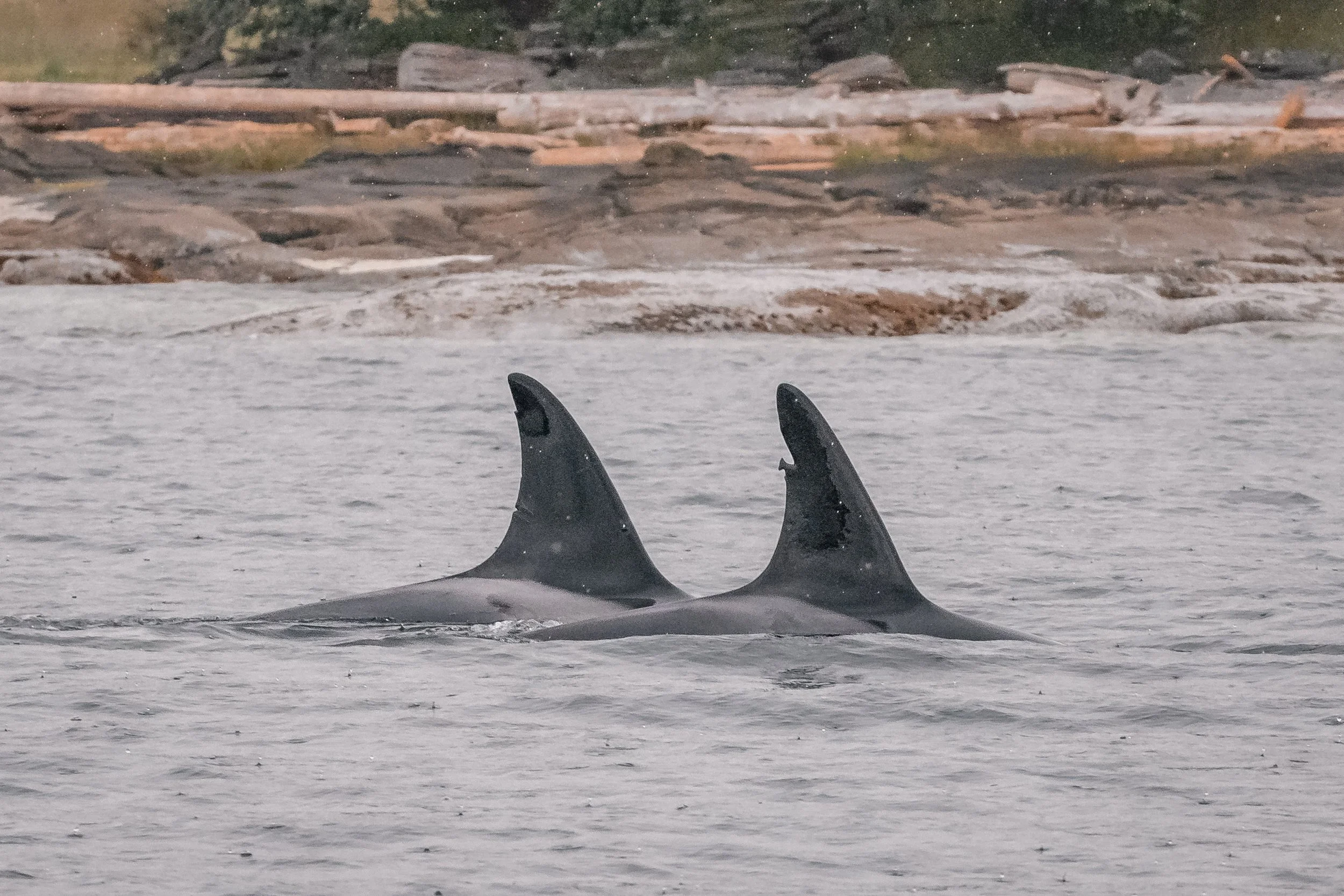 June 10, 2022, 3:30 PM - Double Species day, close to home!