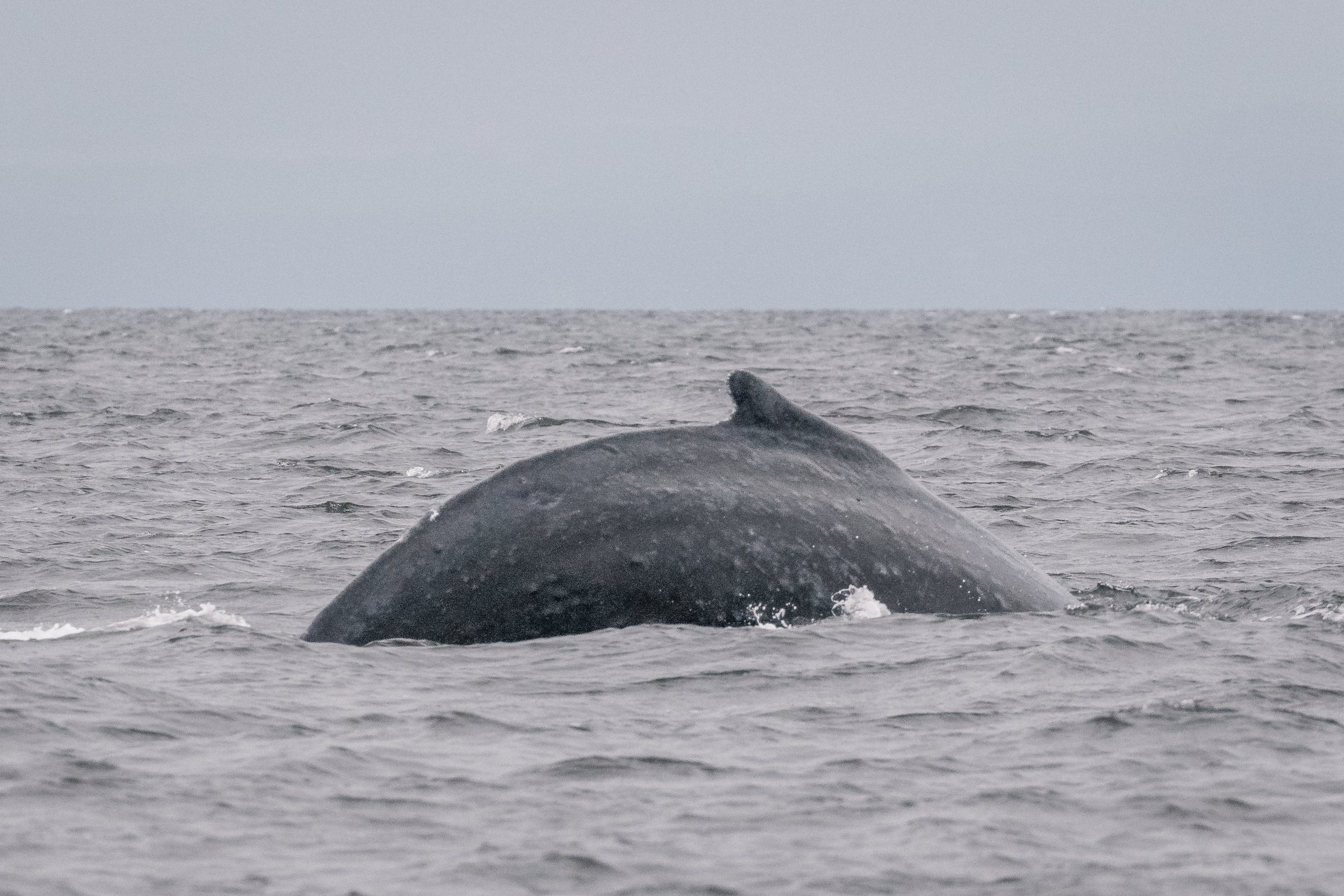 June 15, 2022, 3:30 PM - Strike the Humpback