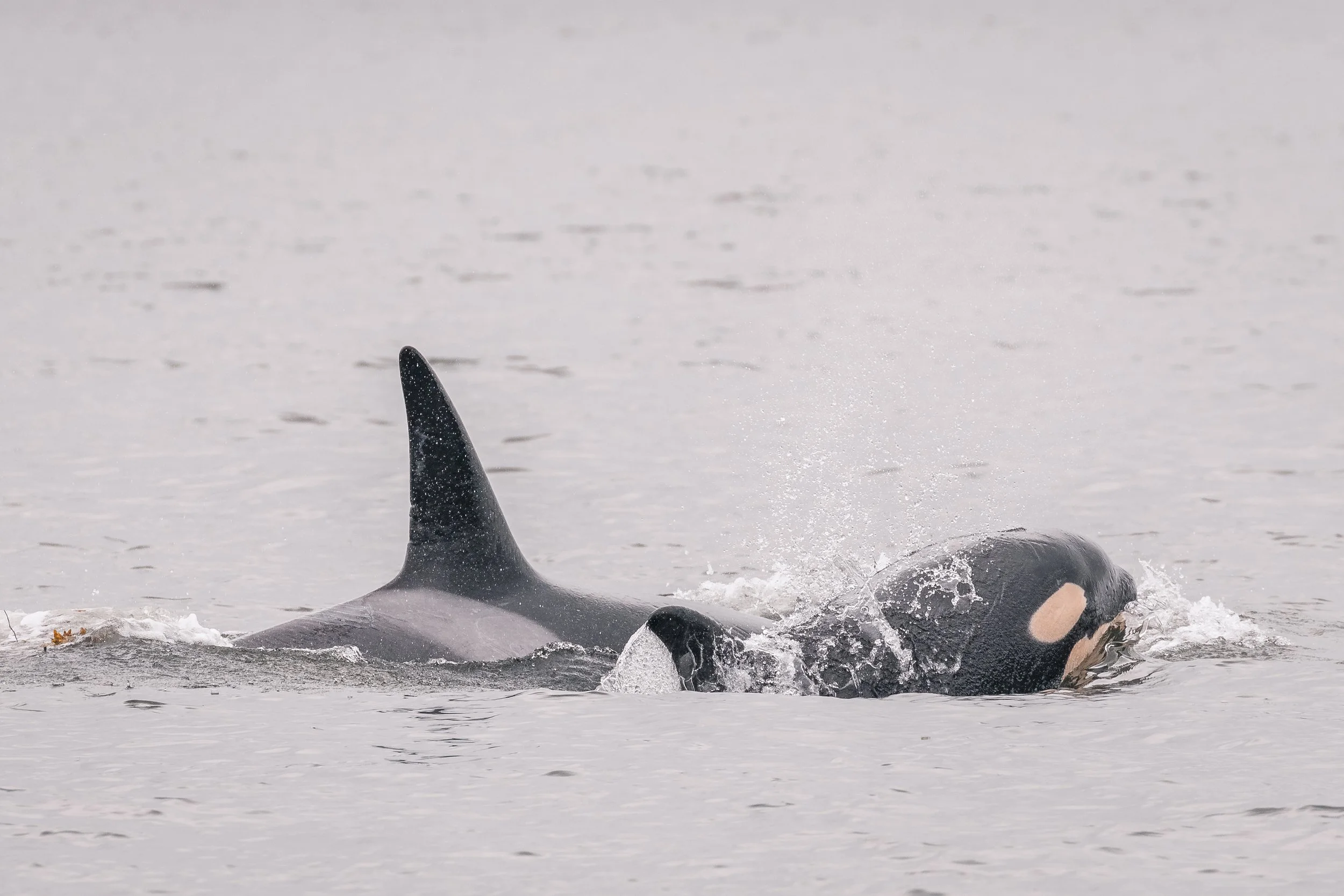 June 18, 2022, 10:30 AM - Orca in Howe Sound!