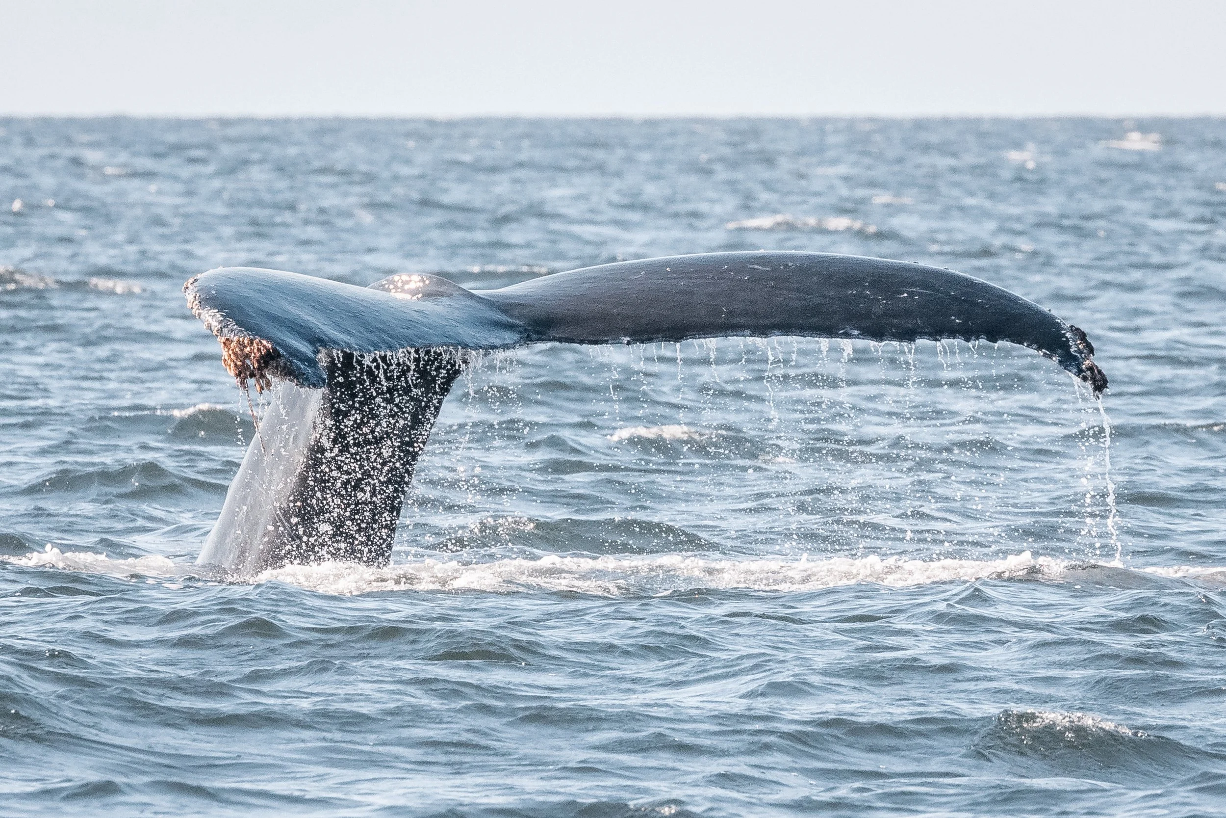 June 18, 2022, 3:30 PM - Humpbacks out of the harbour