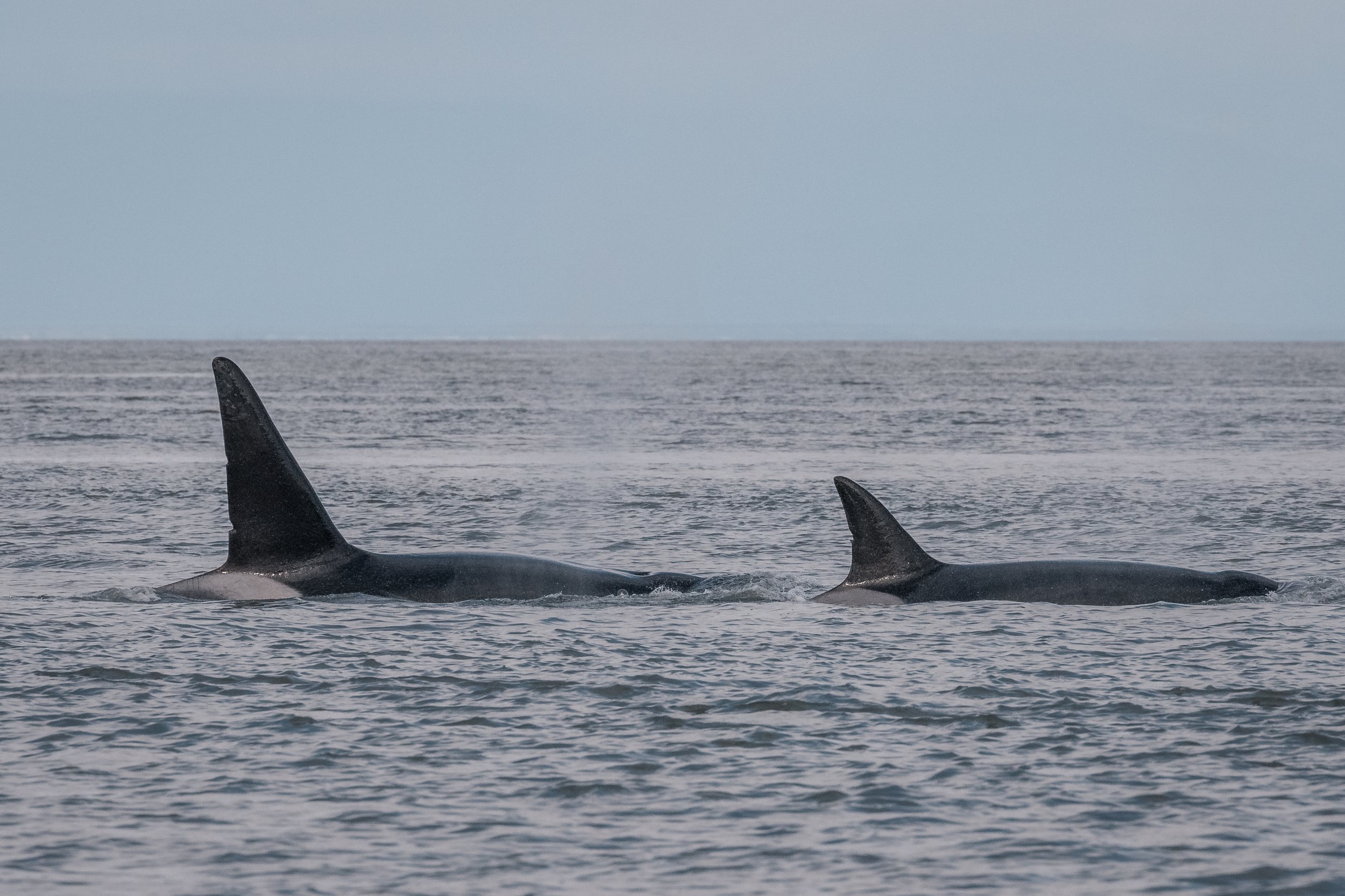 June 19, 2022 - Double Species day!