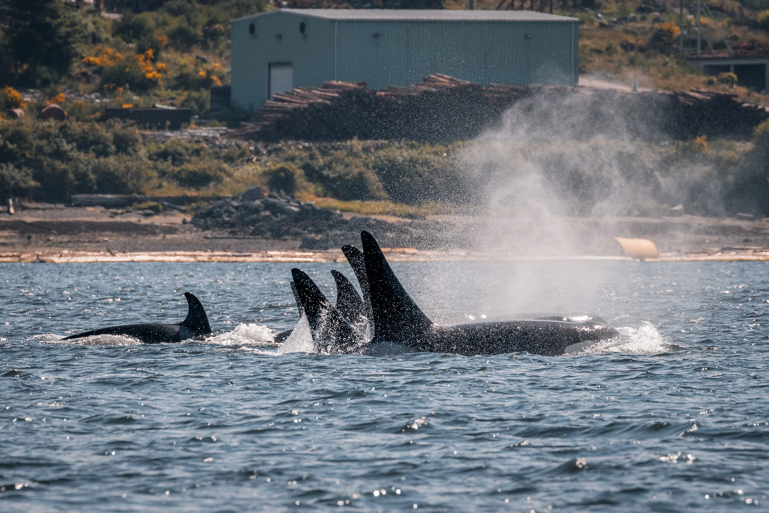 June 20, 2022, 3:30 PM - T100's and T101's near False Narrows