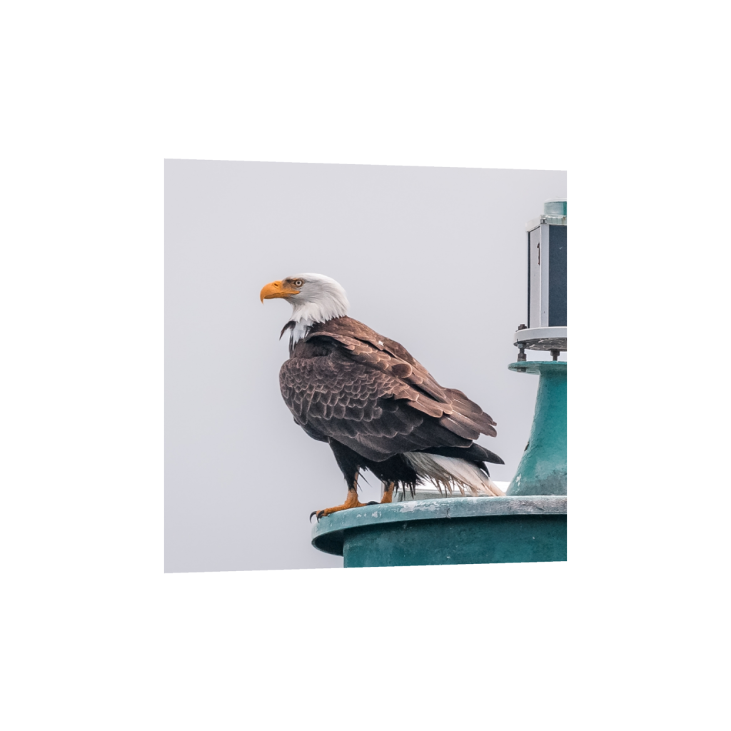 fineartprints_square_233_0_1196_1196_0_false_ffffff_0_0.png