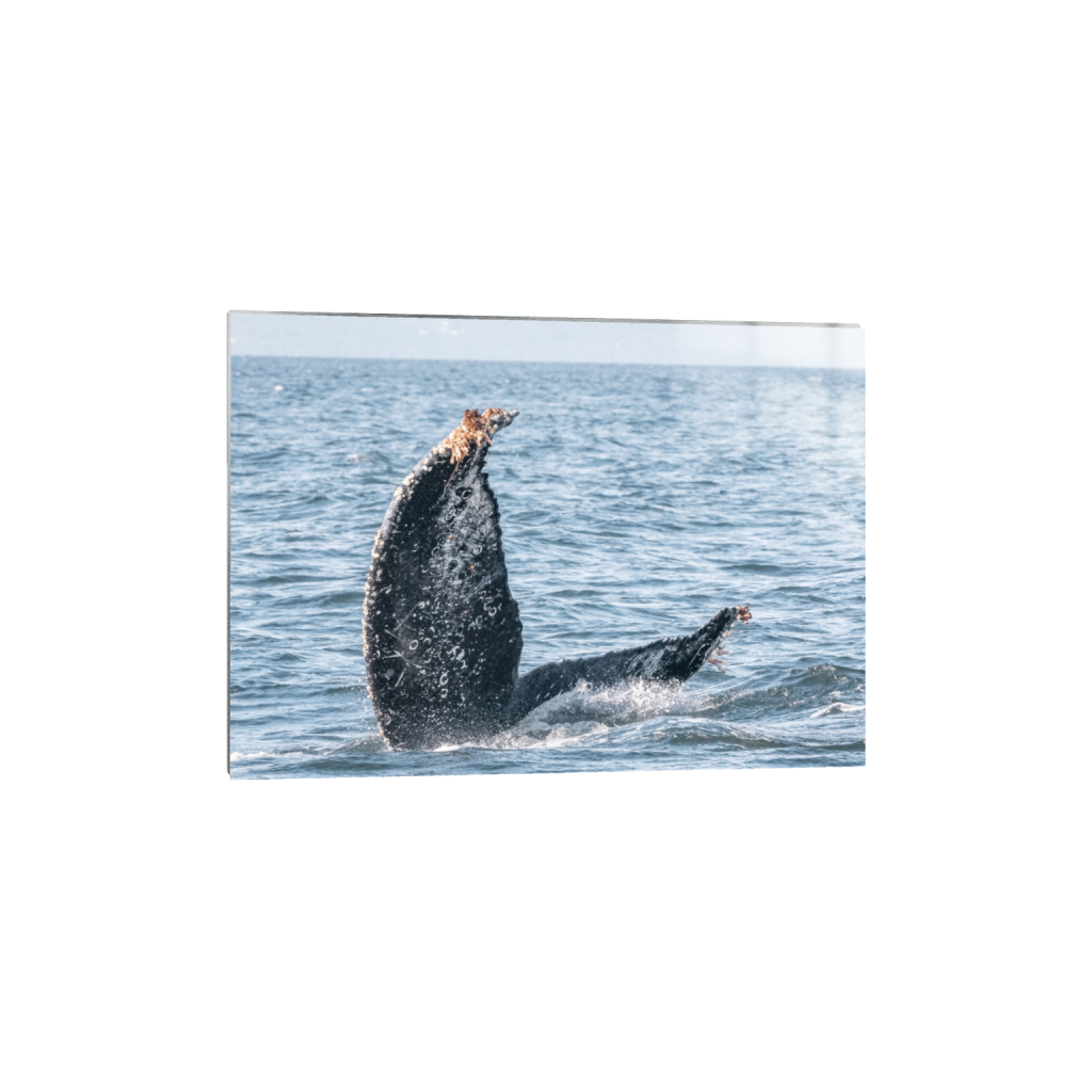 metalprint_rectangle5_7_115_0_3241_2315_0_false_ffffff_0_0.png