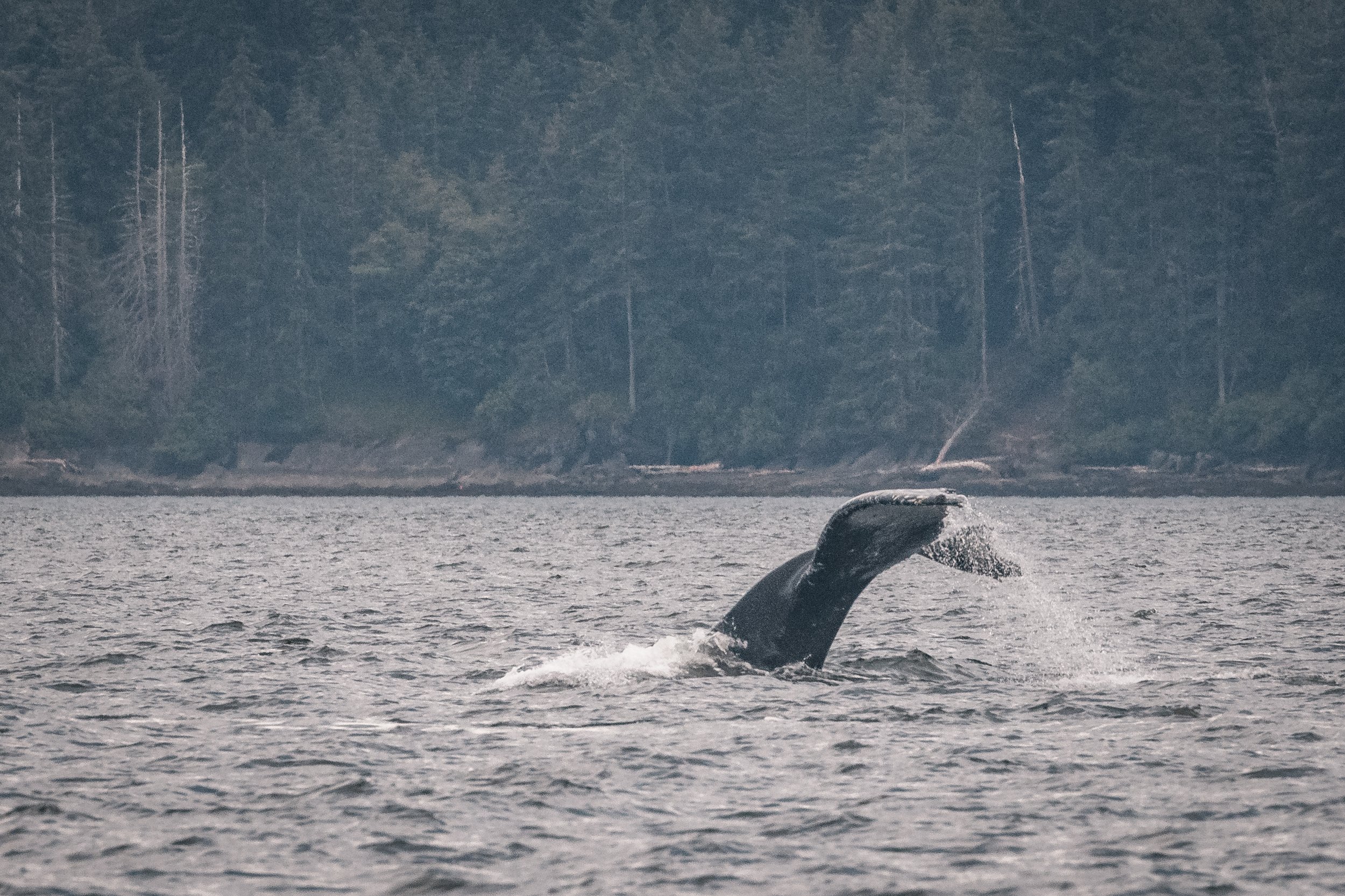June 21, 2022, 3:30 PM - The T049As (-A1 and A2) as well as a handful of humpbacks!