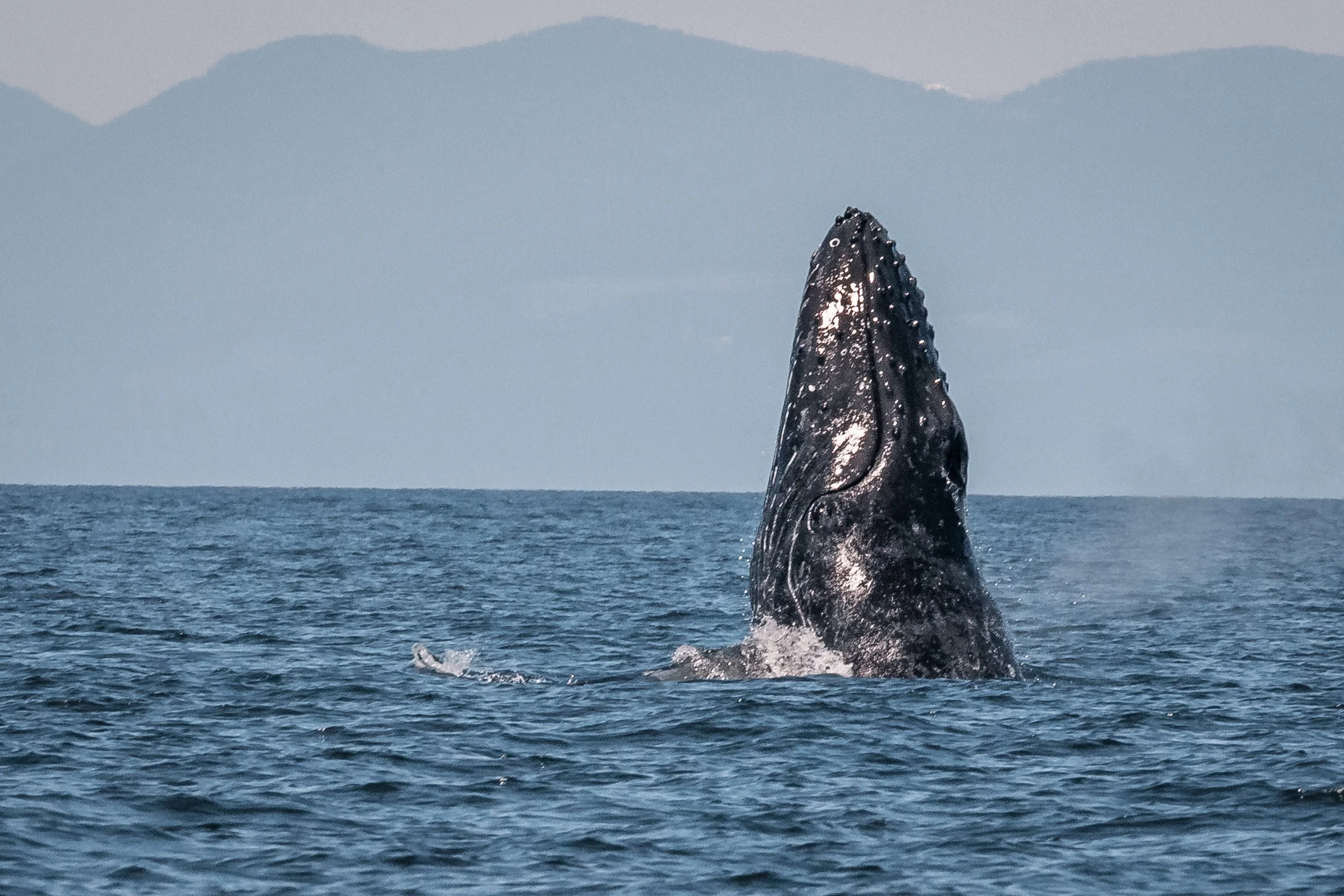 June 25, 2022, 10:30 AM - Strike and Neowise