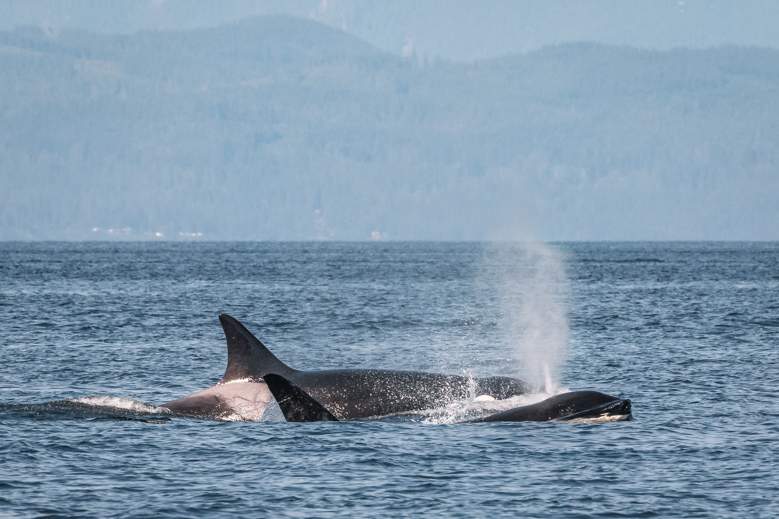 June 25, 2022, 3:30 PM - T124A2's and Jude, Strike the Humpback
