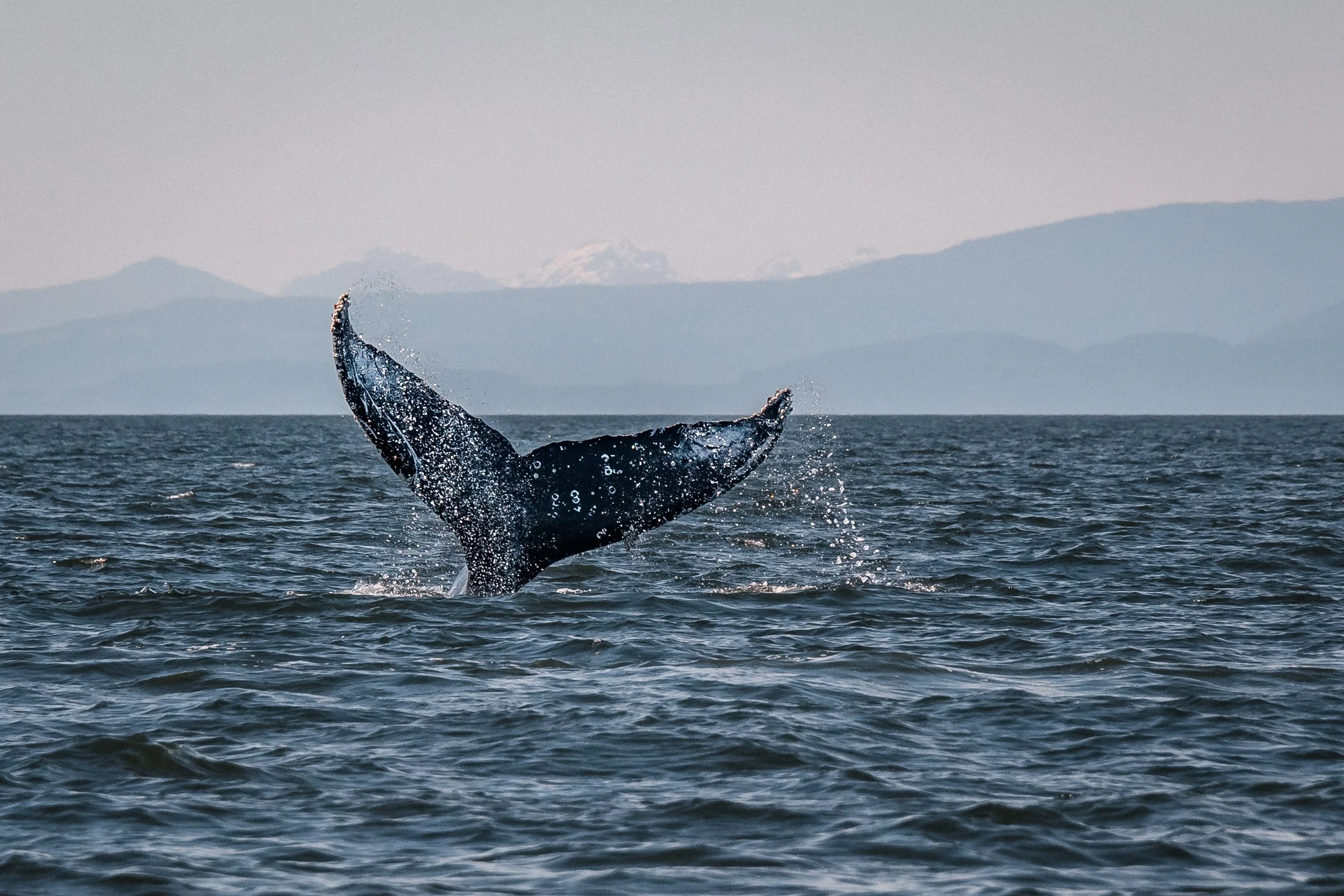 June 26, 2022, 3:30 PM - Neowise and Scorch the humpbacks!