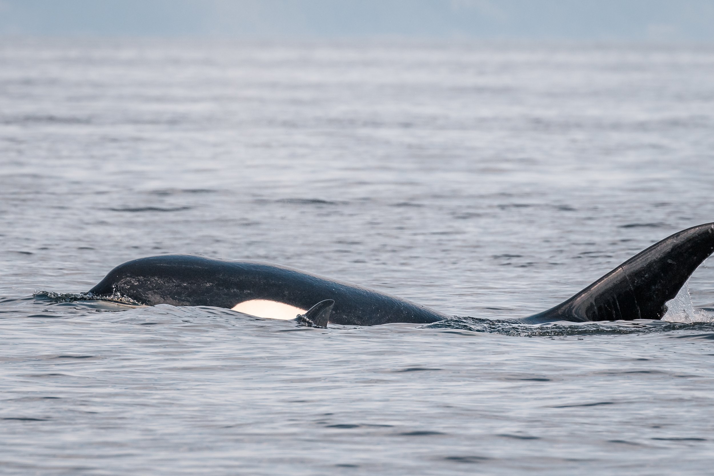 June 27, 2022, 3:30 PM - T037A's in the Strait of Georgia