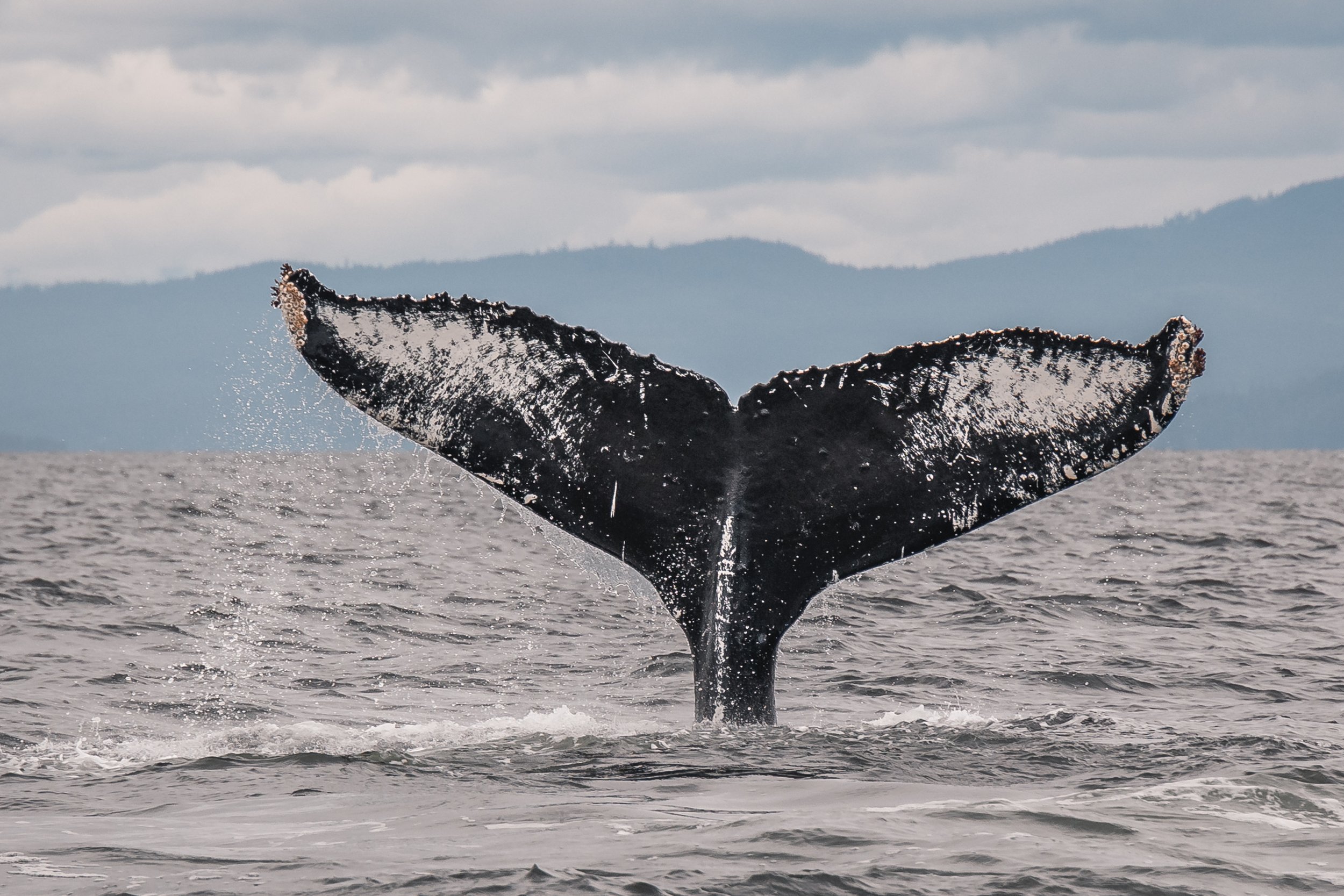 June 29, 2022, 10:30 AM - Big Mama + Calf + T036A's