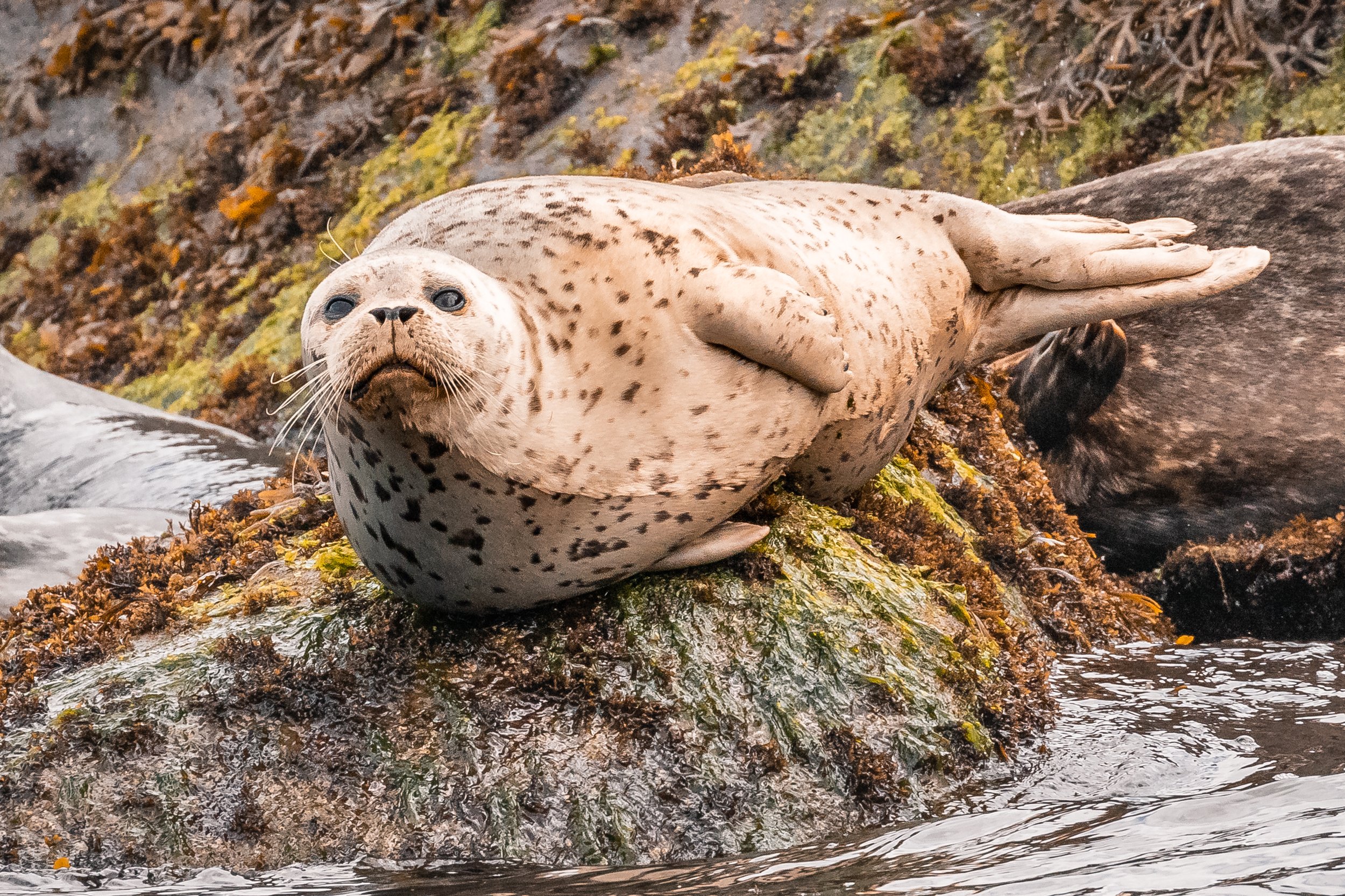June 28, 2022, 10:30 AM - Exploring the Salish Sea 