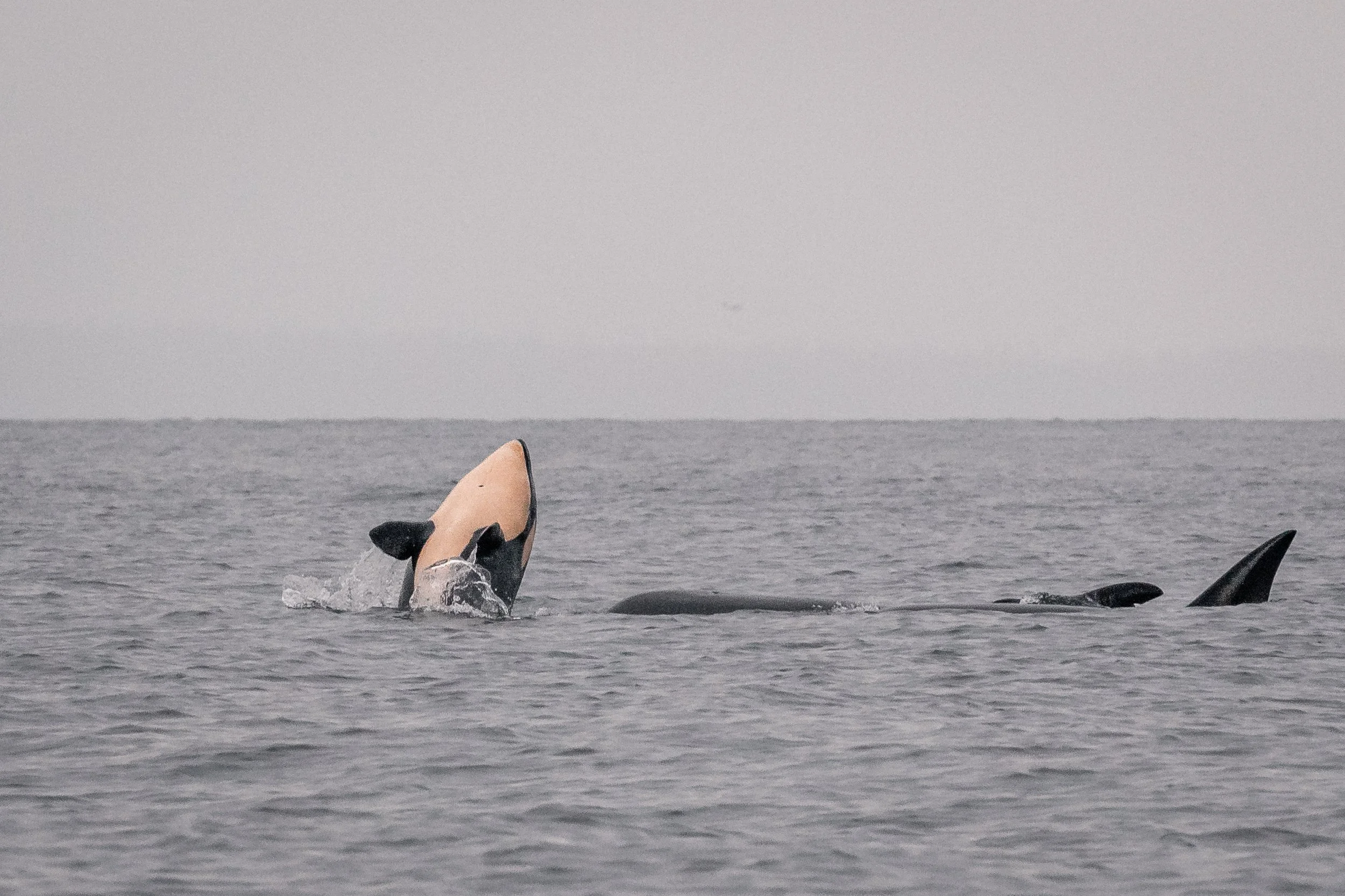 June 28, 2022, 3:30 PM - T36As and T099s having a blast!