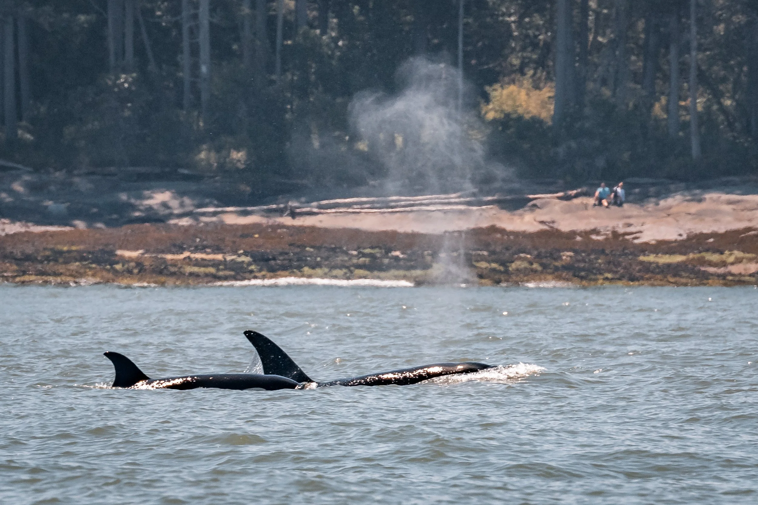 July 1, 2022 - T049A's minus the brothers!