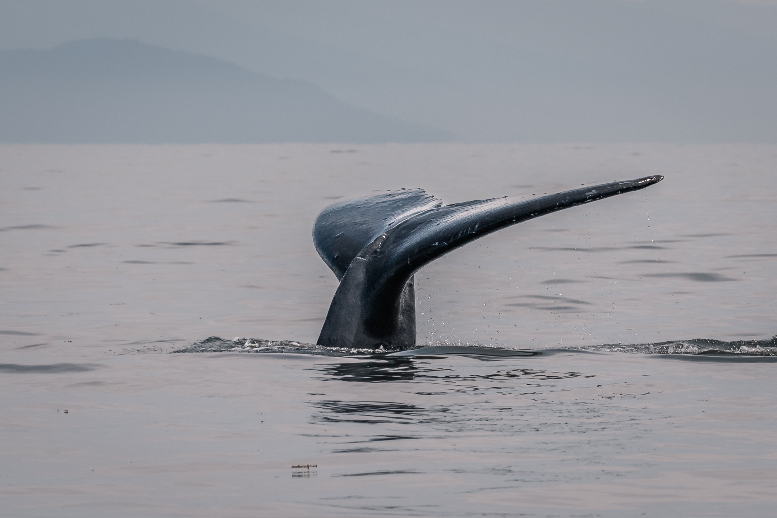 July 2, 2022 - Scoop the Humpback