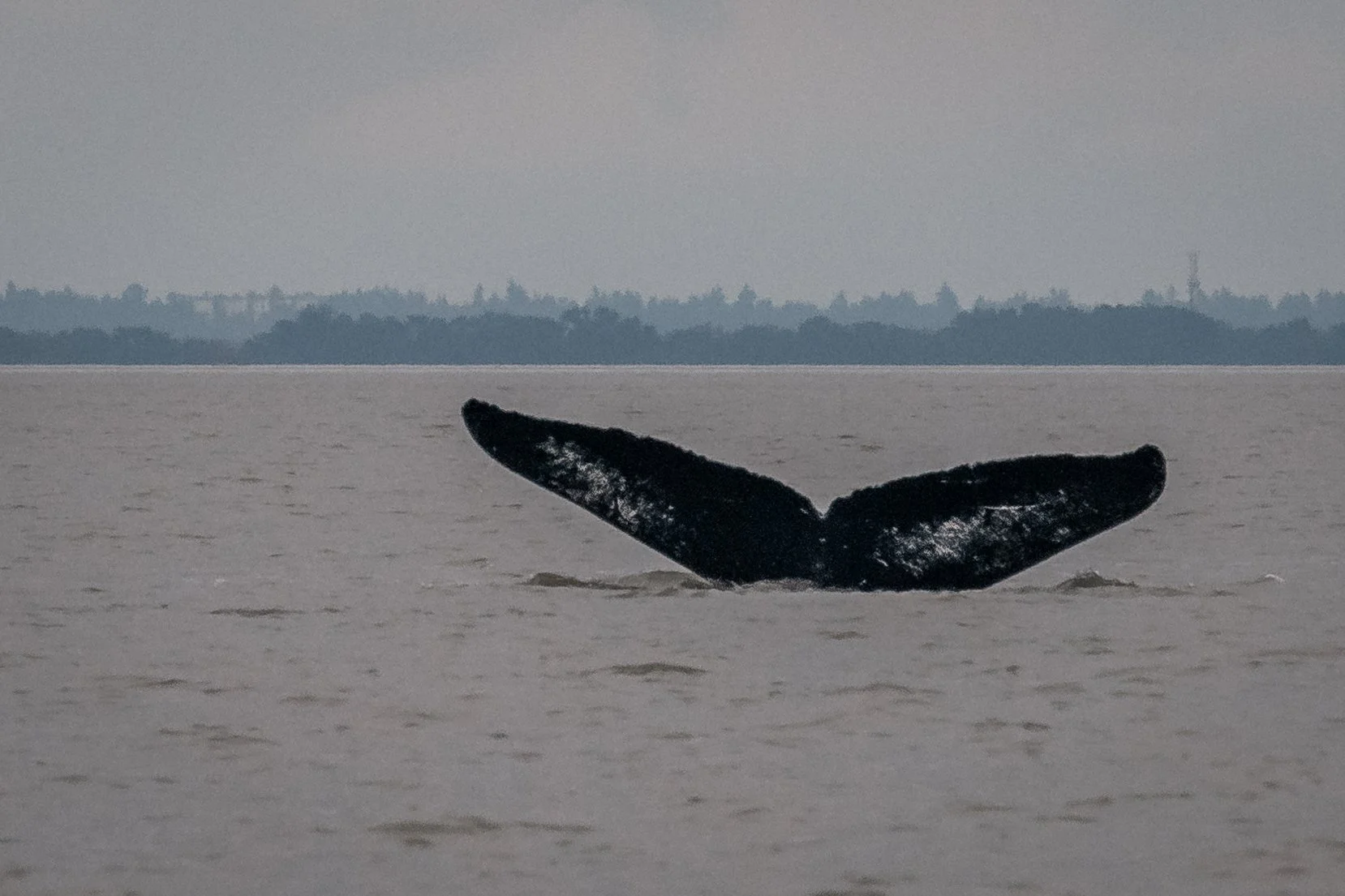 July 4, 2022 - Fader the Humpback Whale and Harbour seals galore