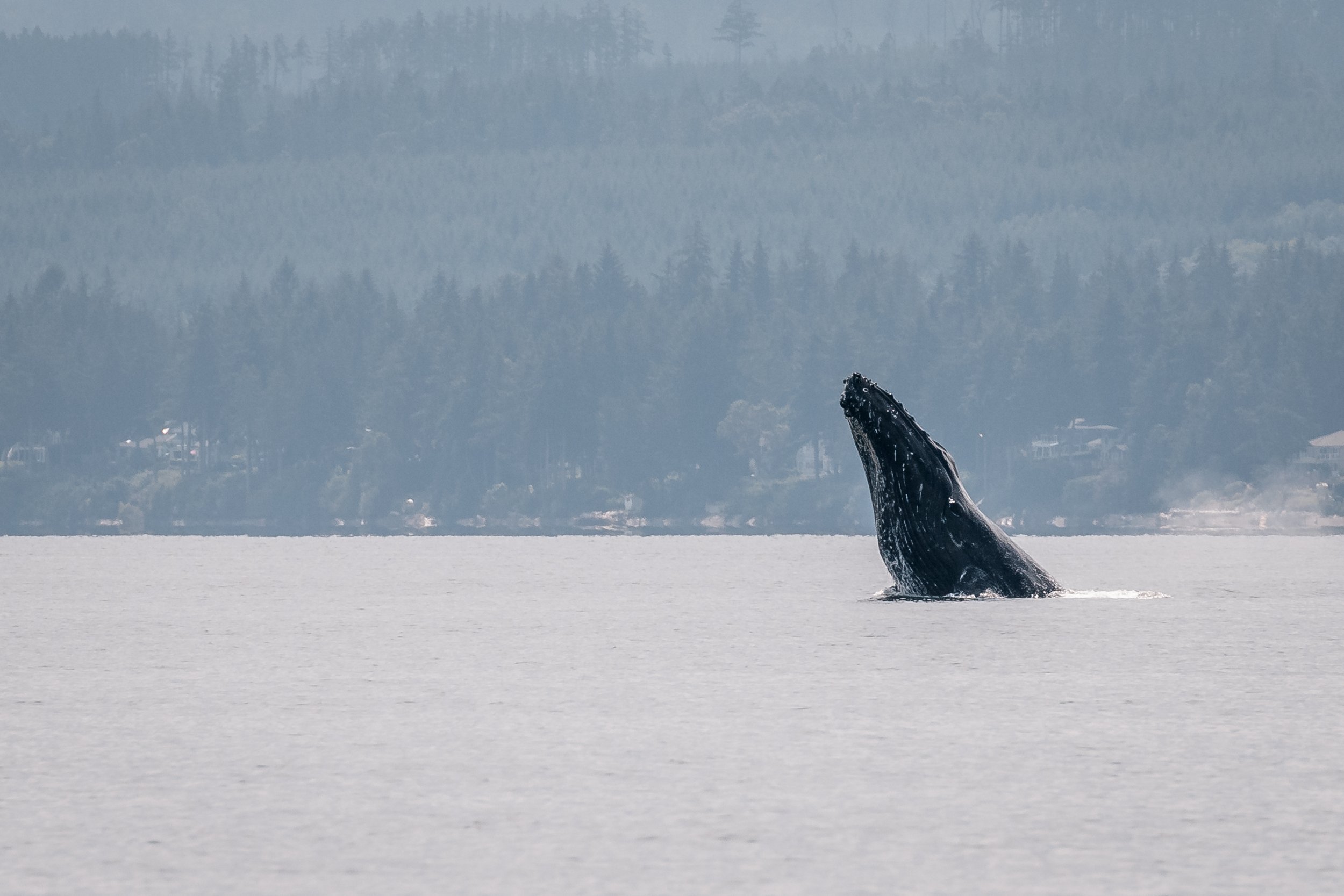 July 5, 2022 - A bunch of humpbacks in the Strait! 